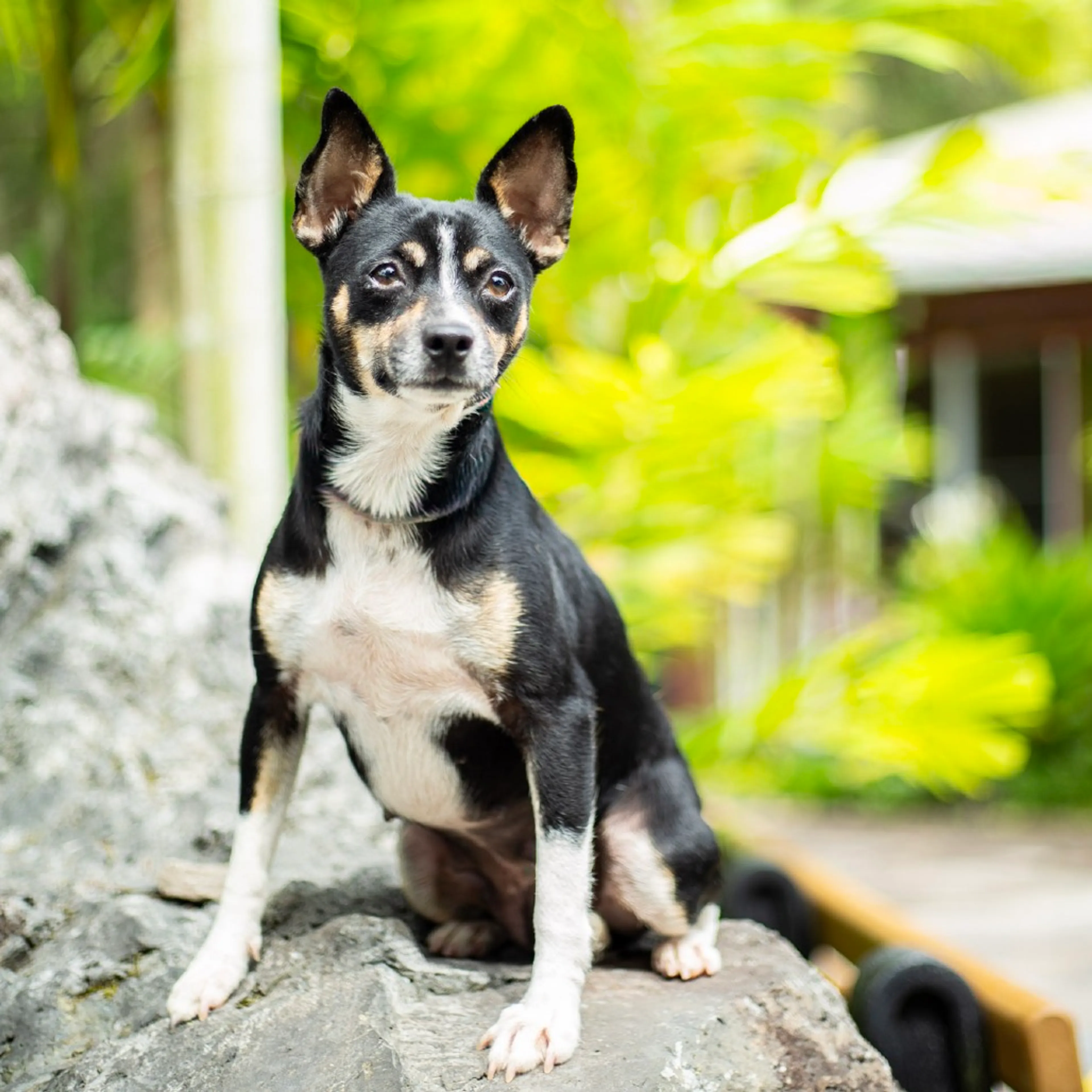 Found pet-1
