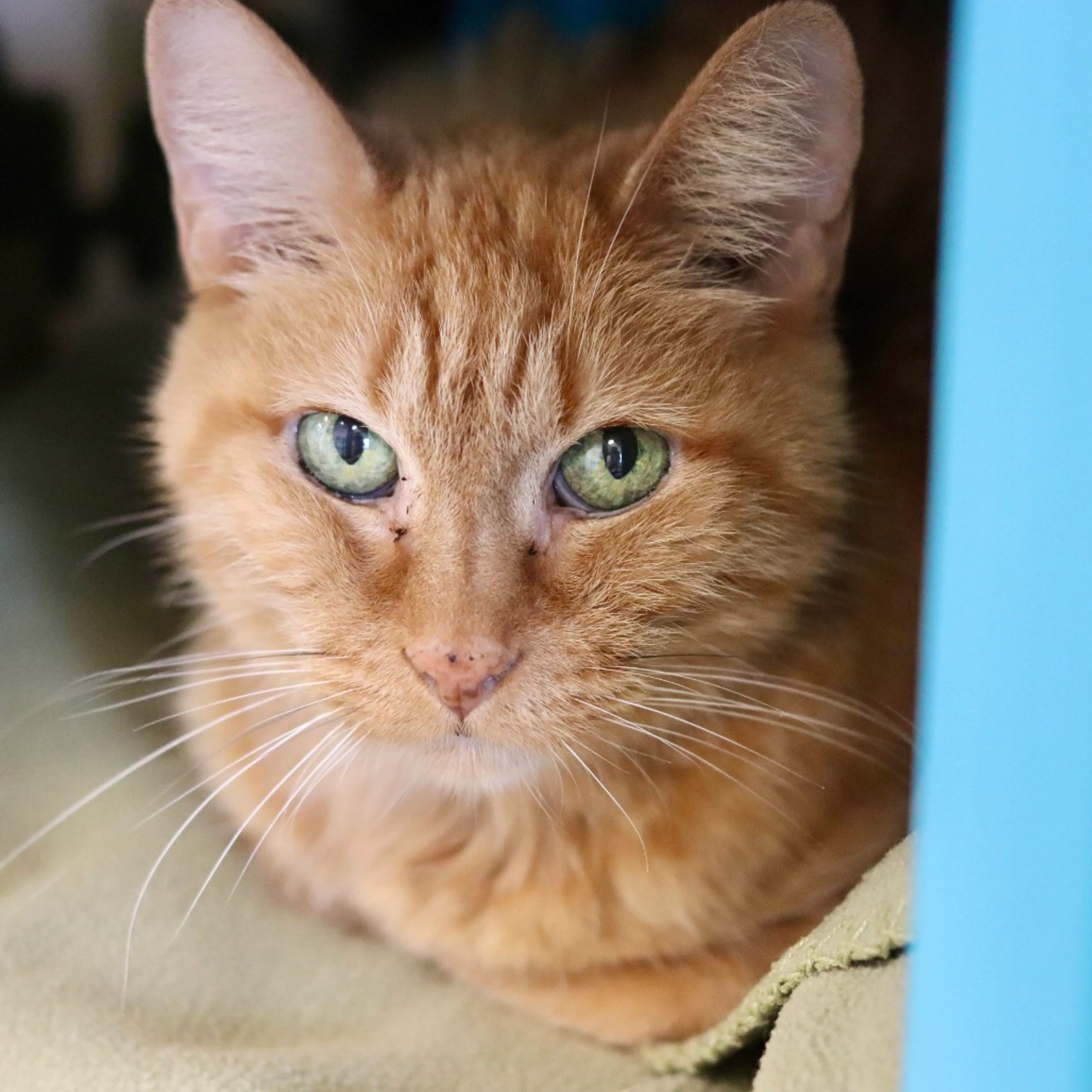 Found pet-0