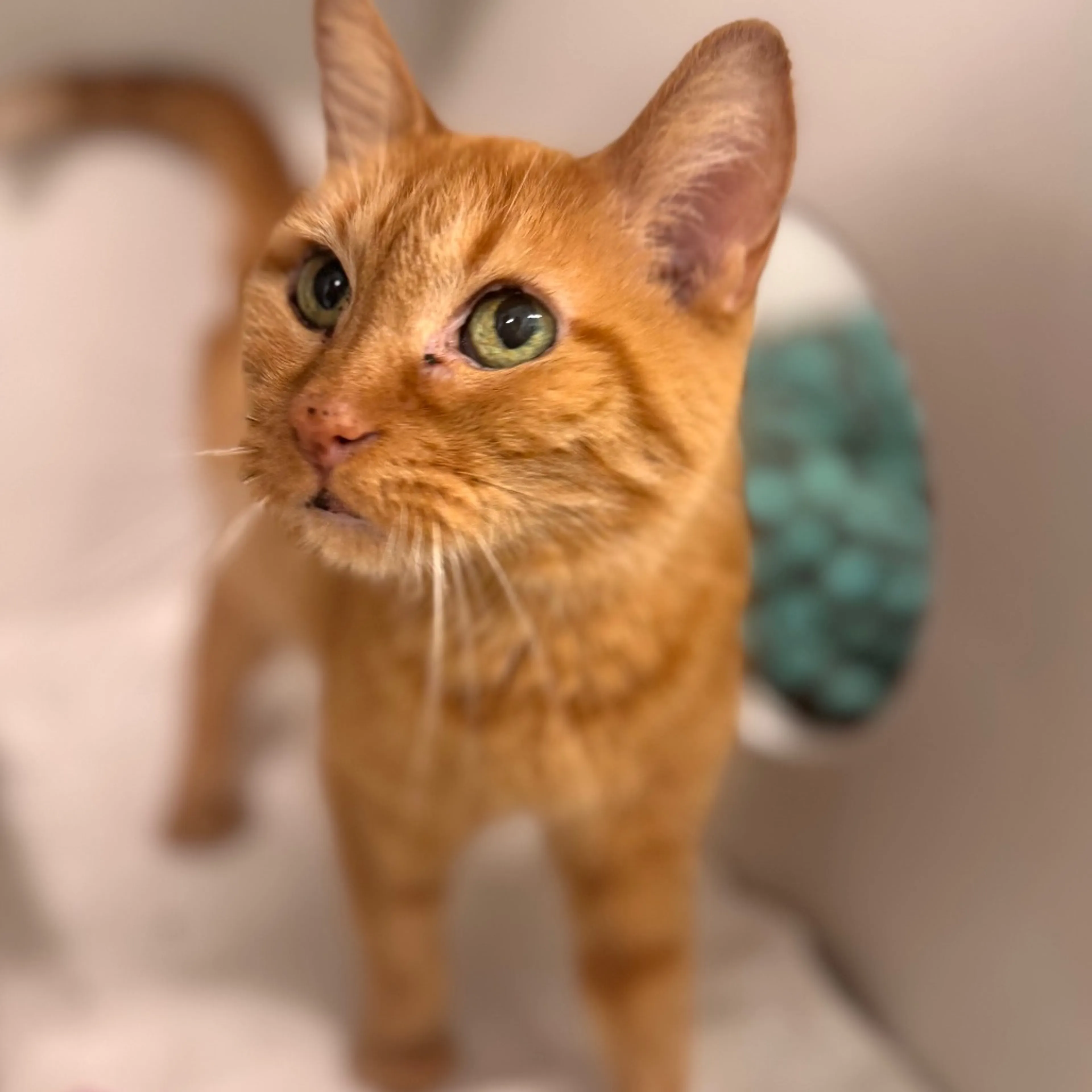 Found pet-1