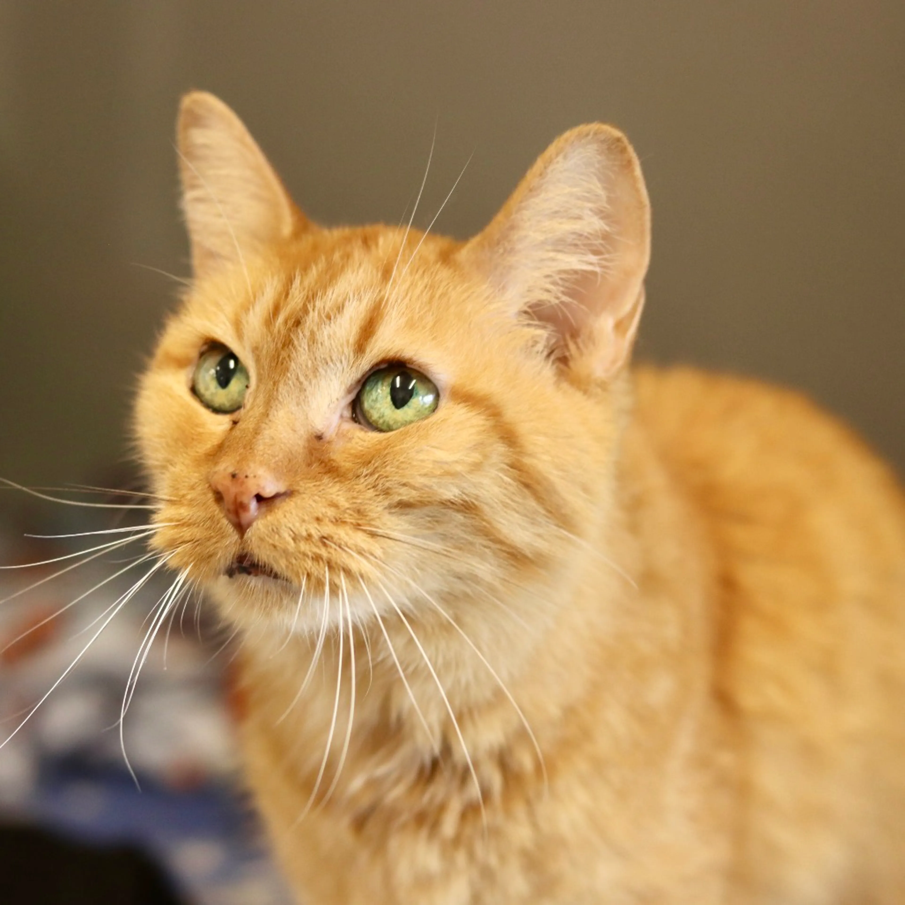 Found pet-3