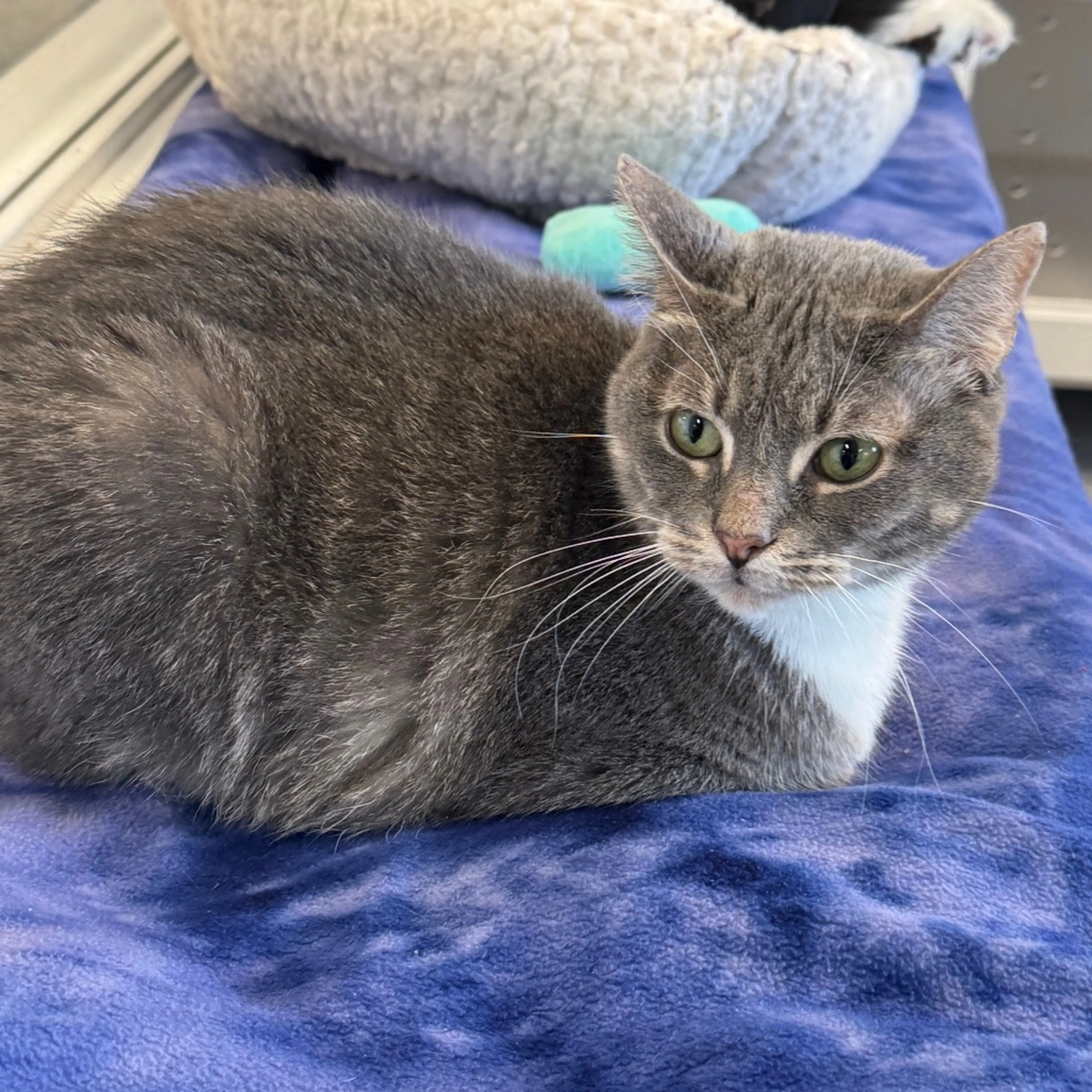Found pet-3
