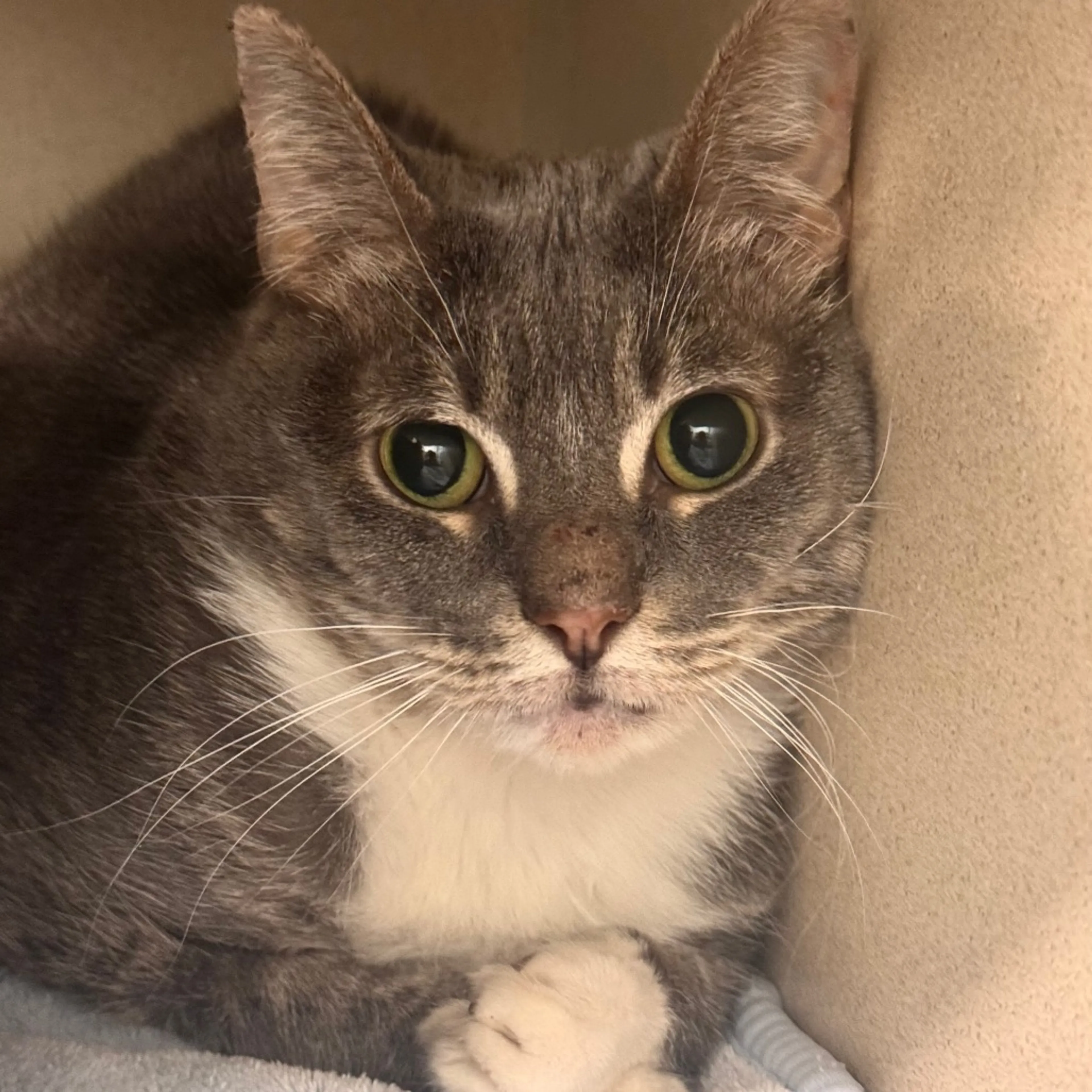 Found pet-2