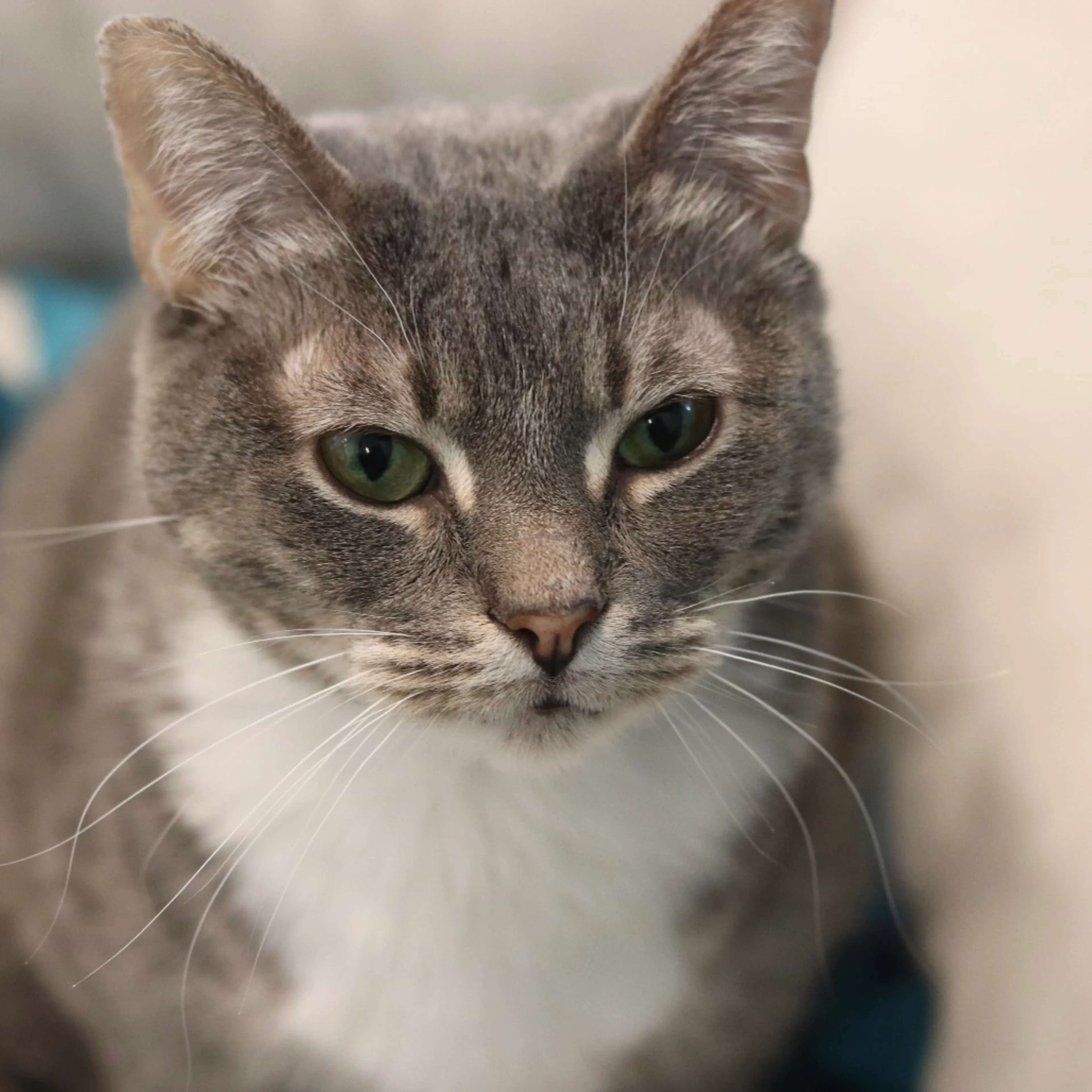 Found pet-13