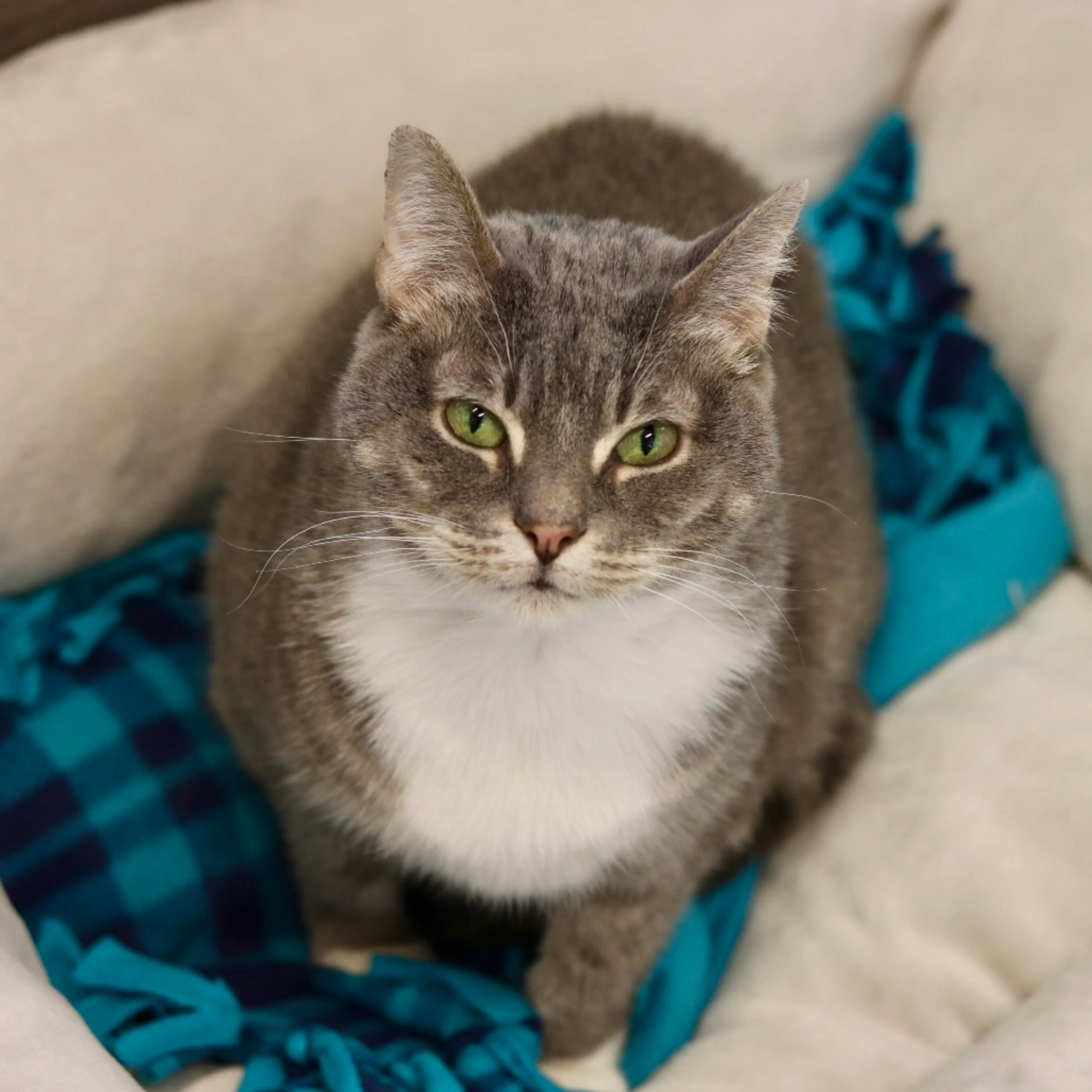 Found pet-14