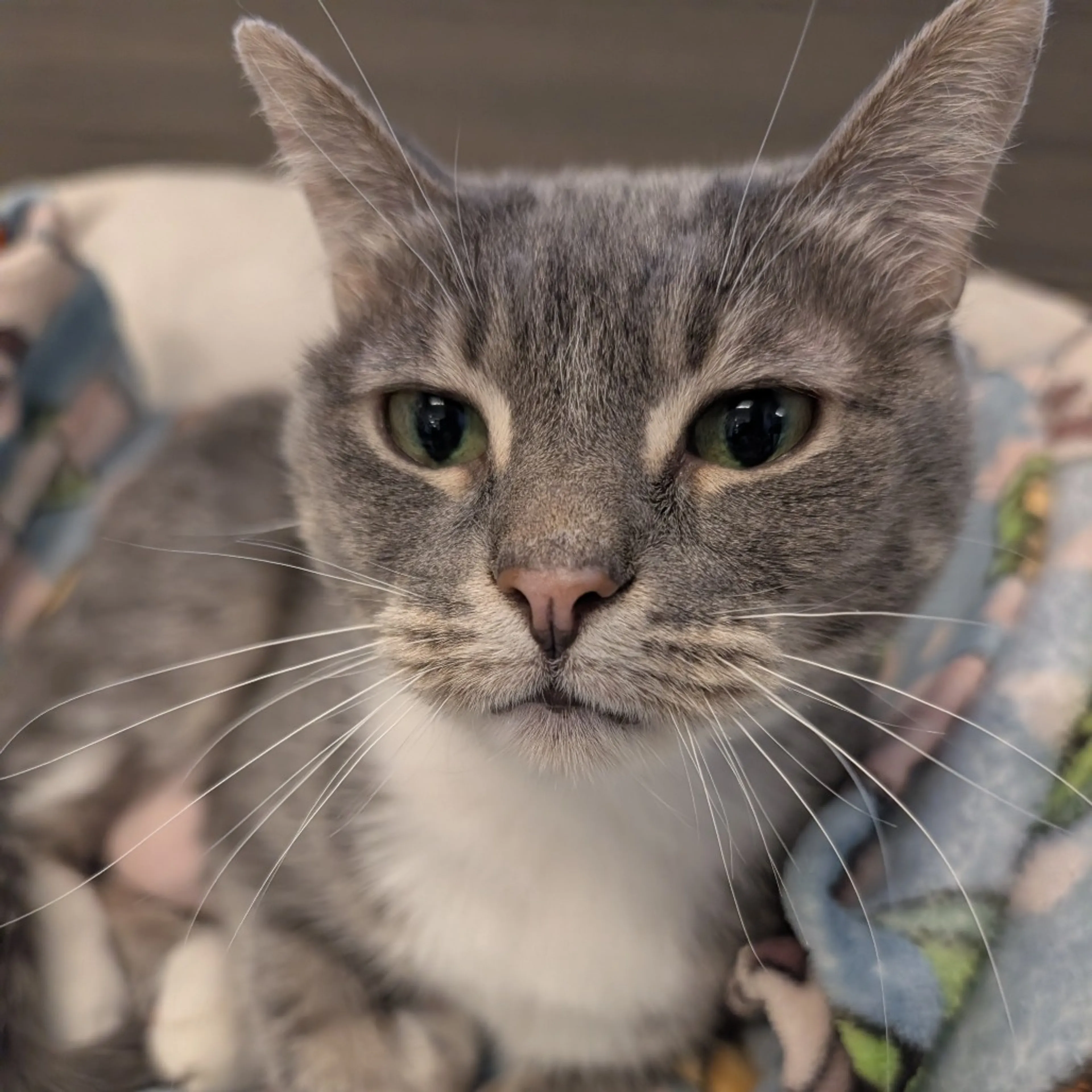 Found pet-16