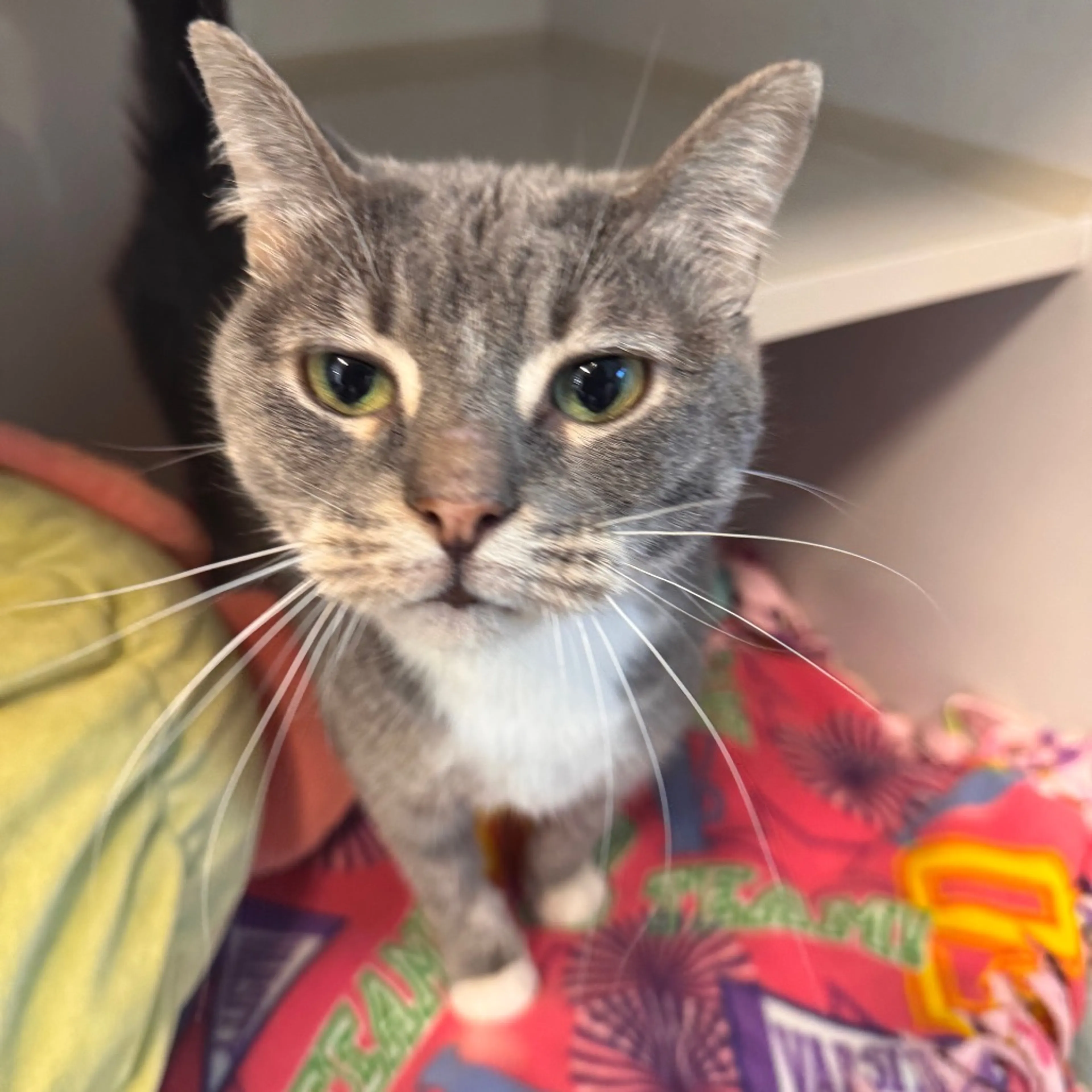 Found pet-1