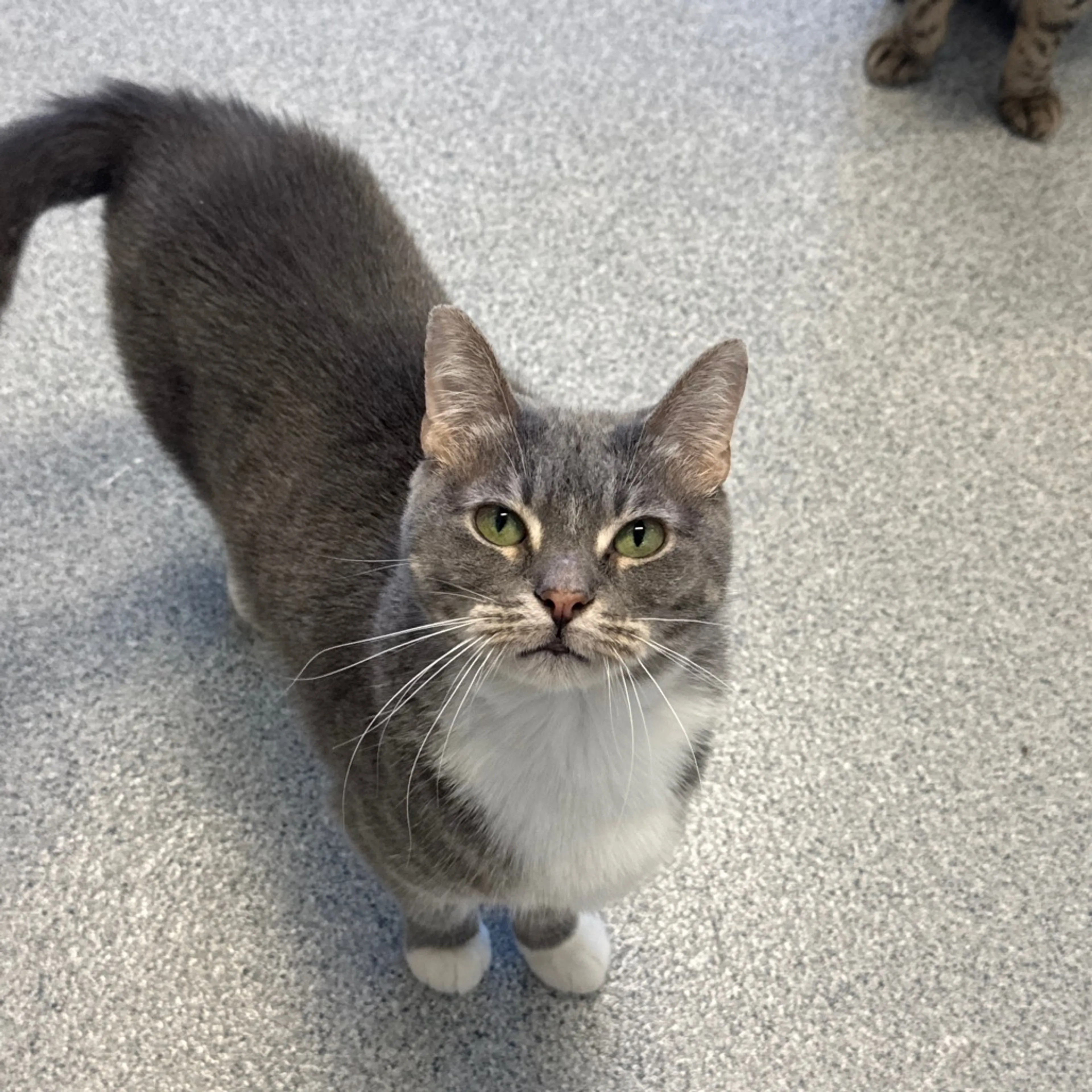 Found pet-4