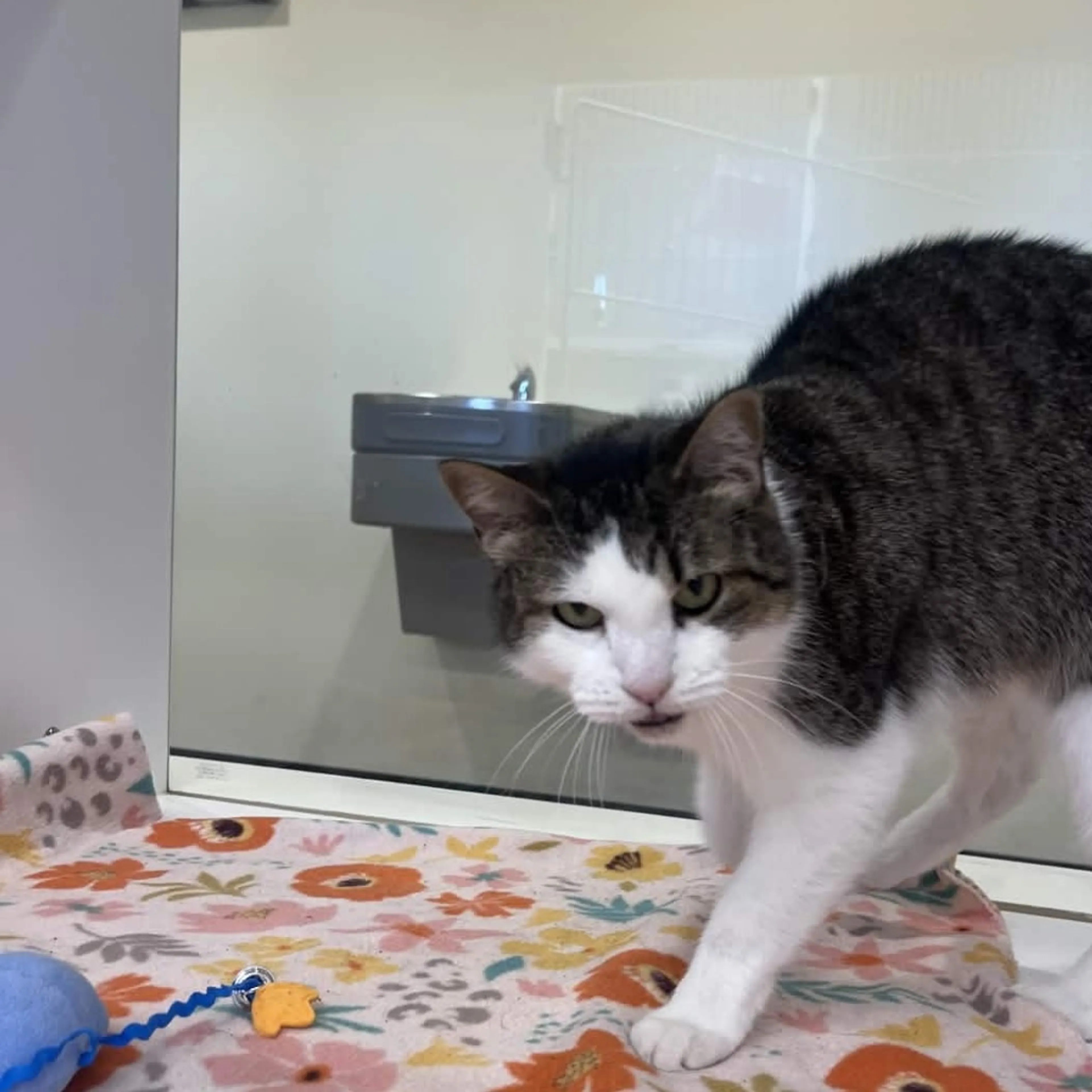 Found pet-6