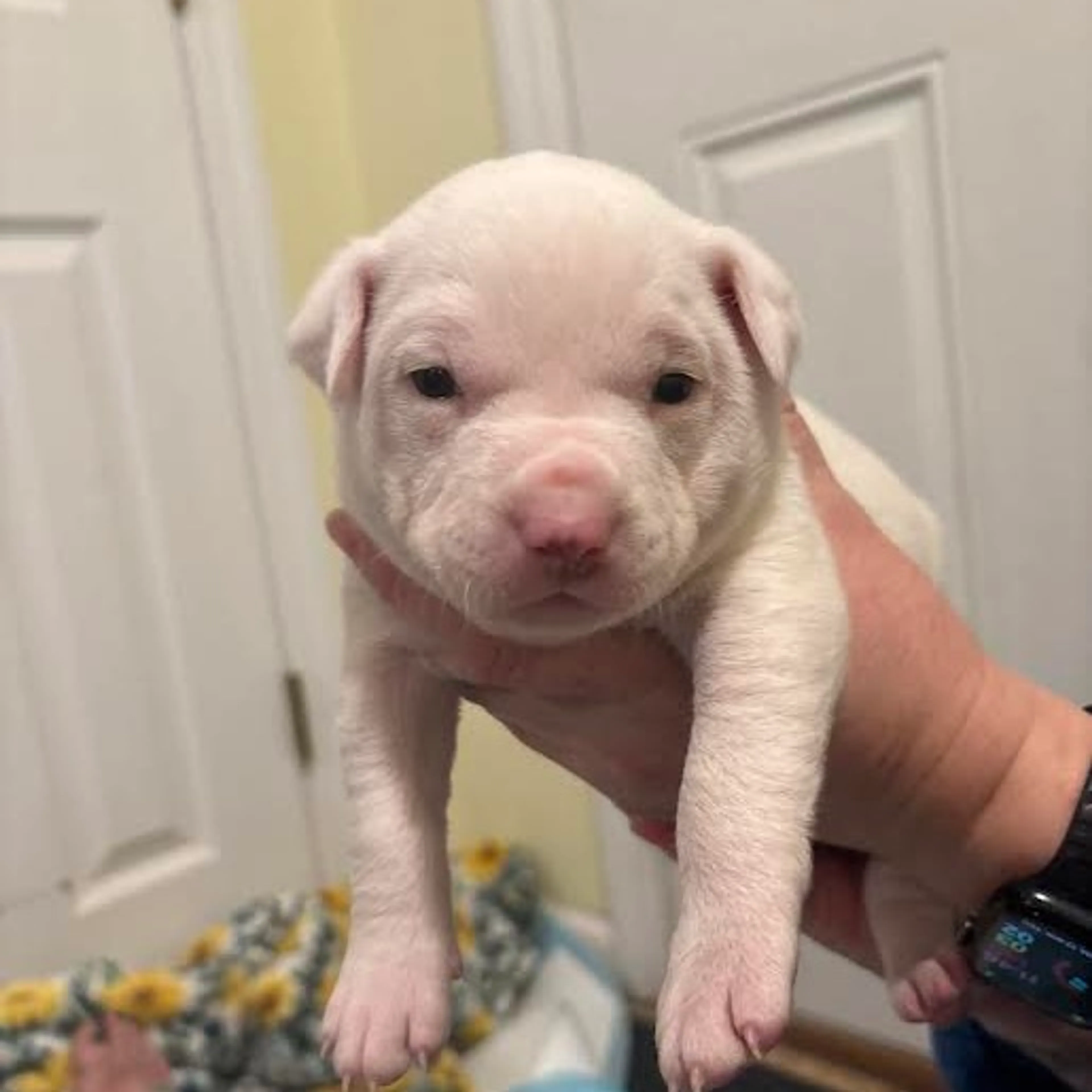 Found pet-1