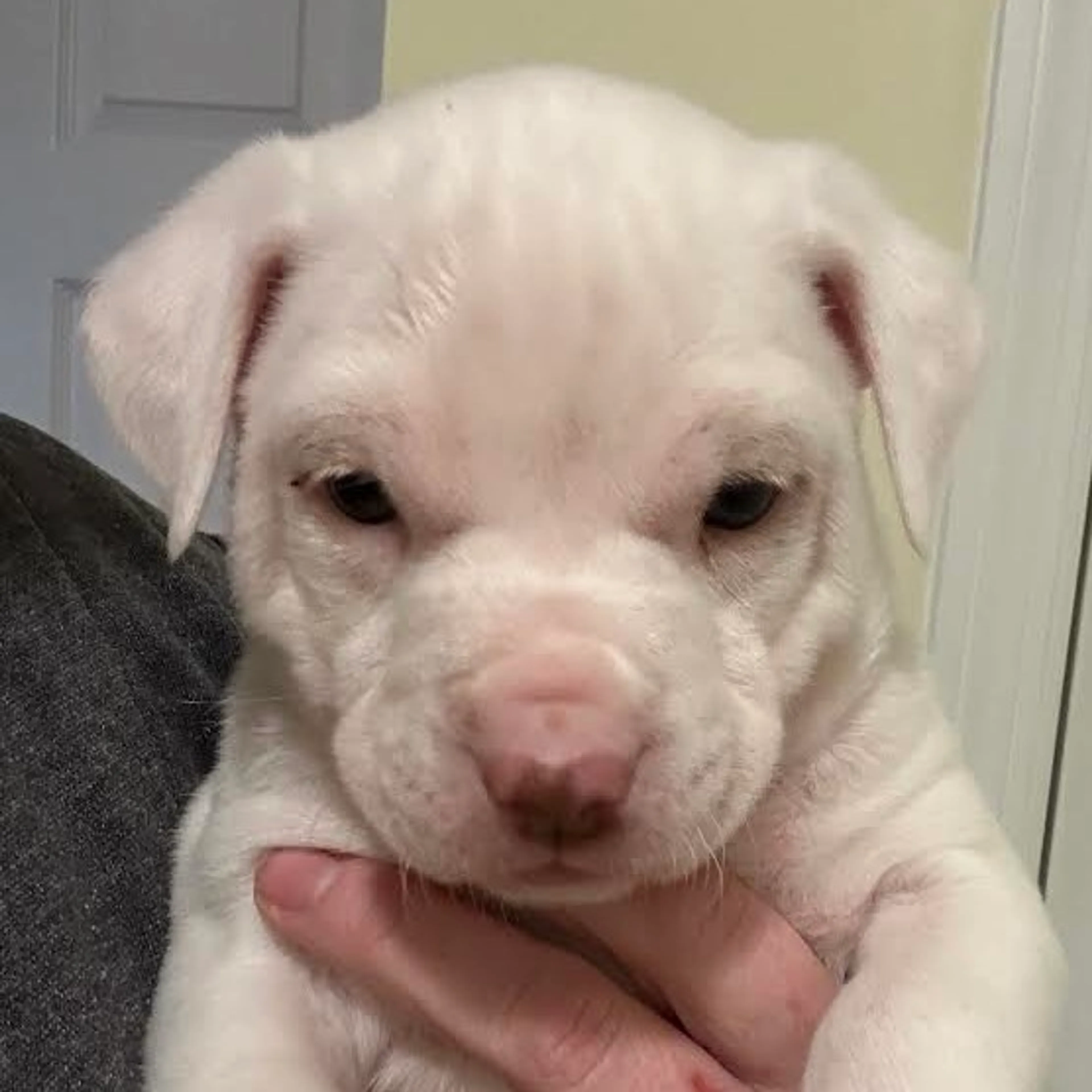 Found pet-2