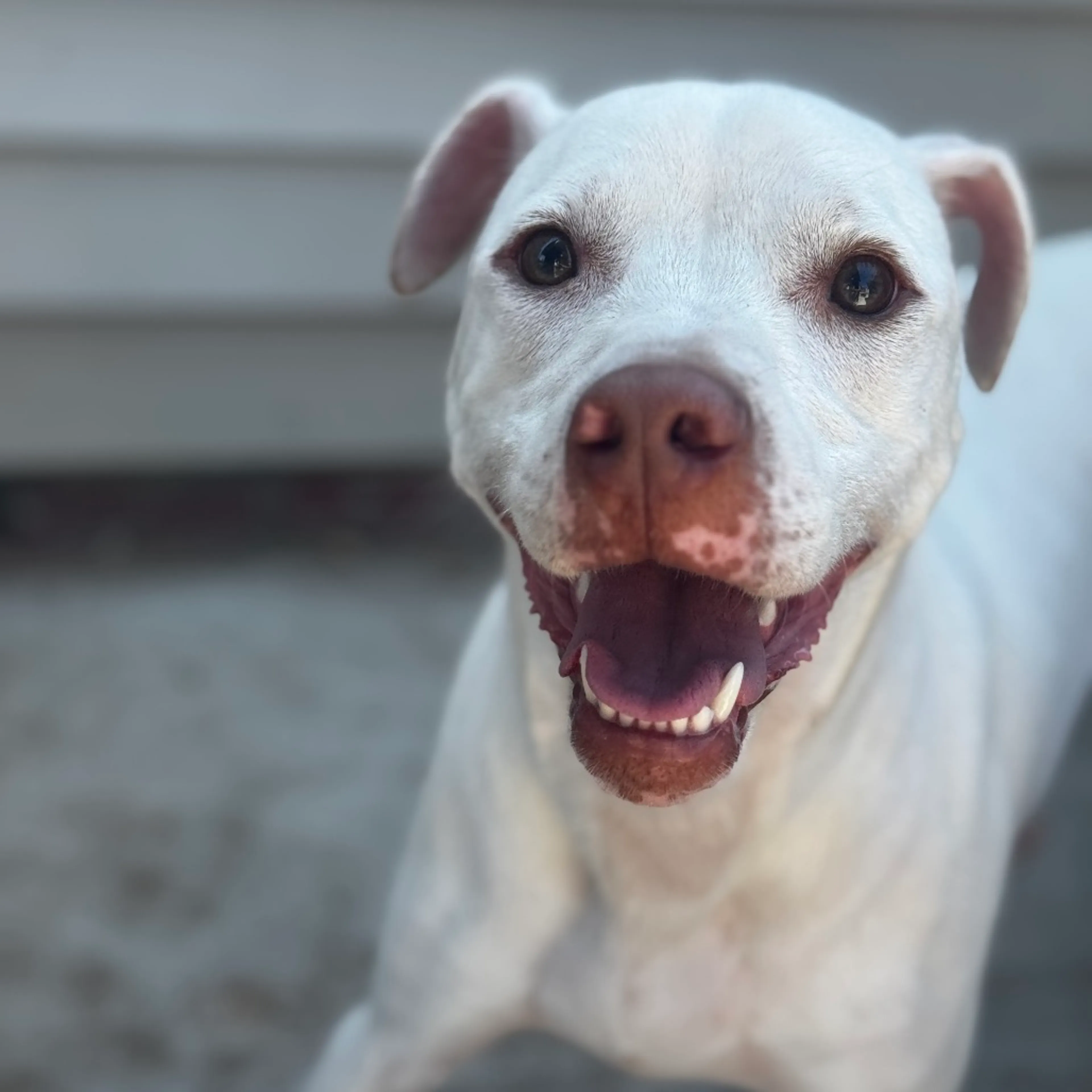 Found pet-6