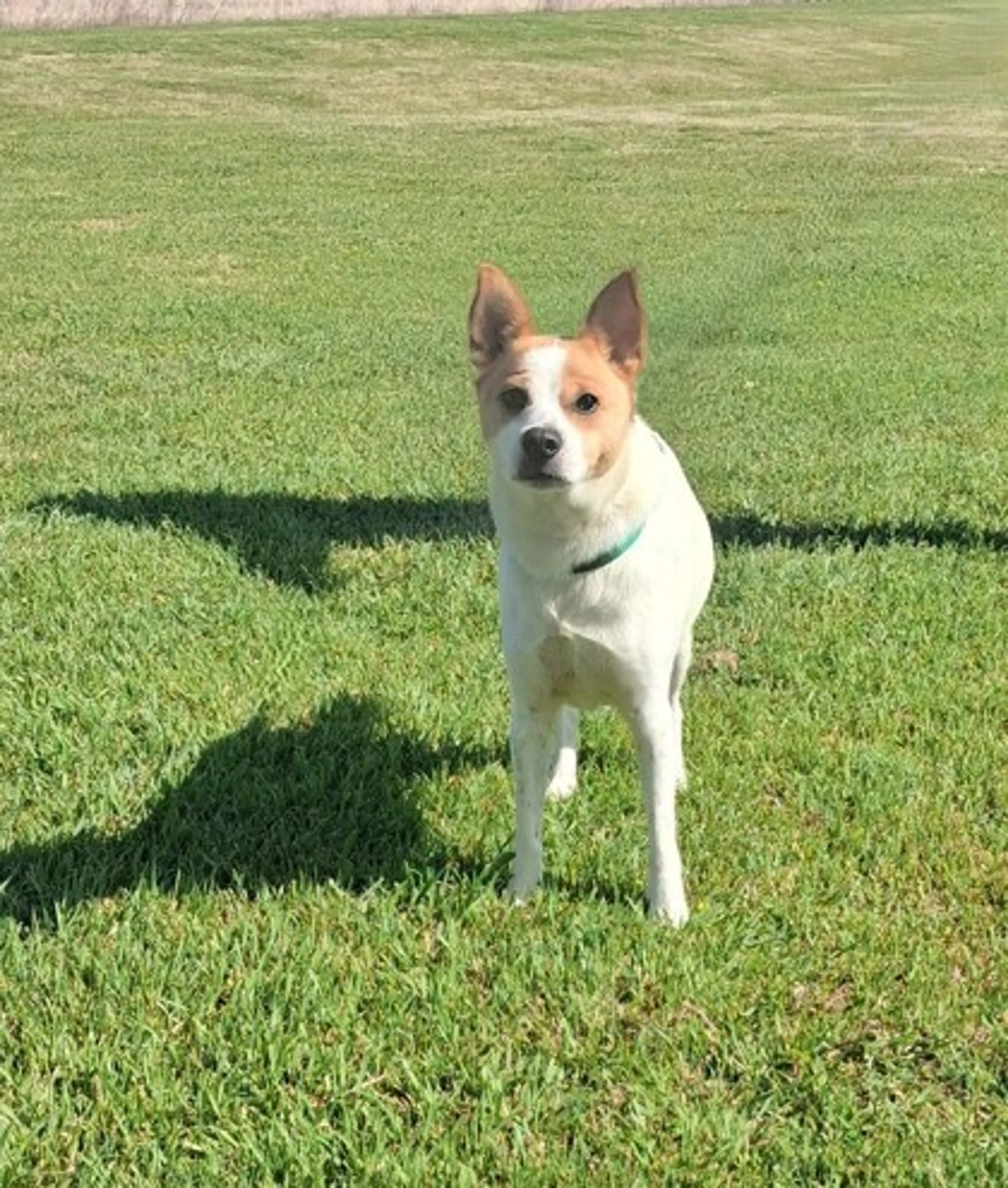 Found pet-1