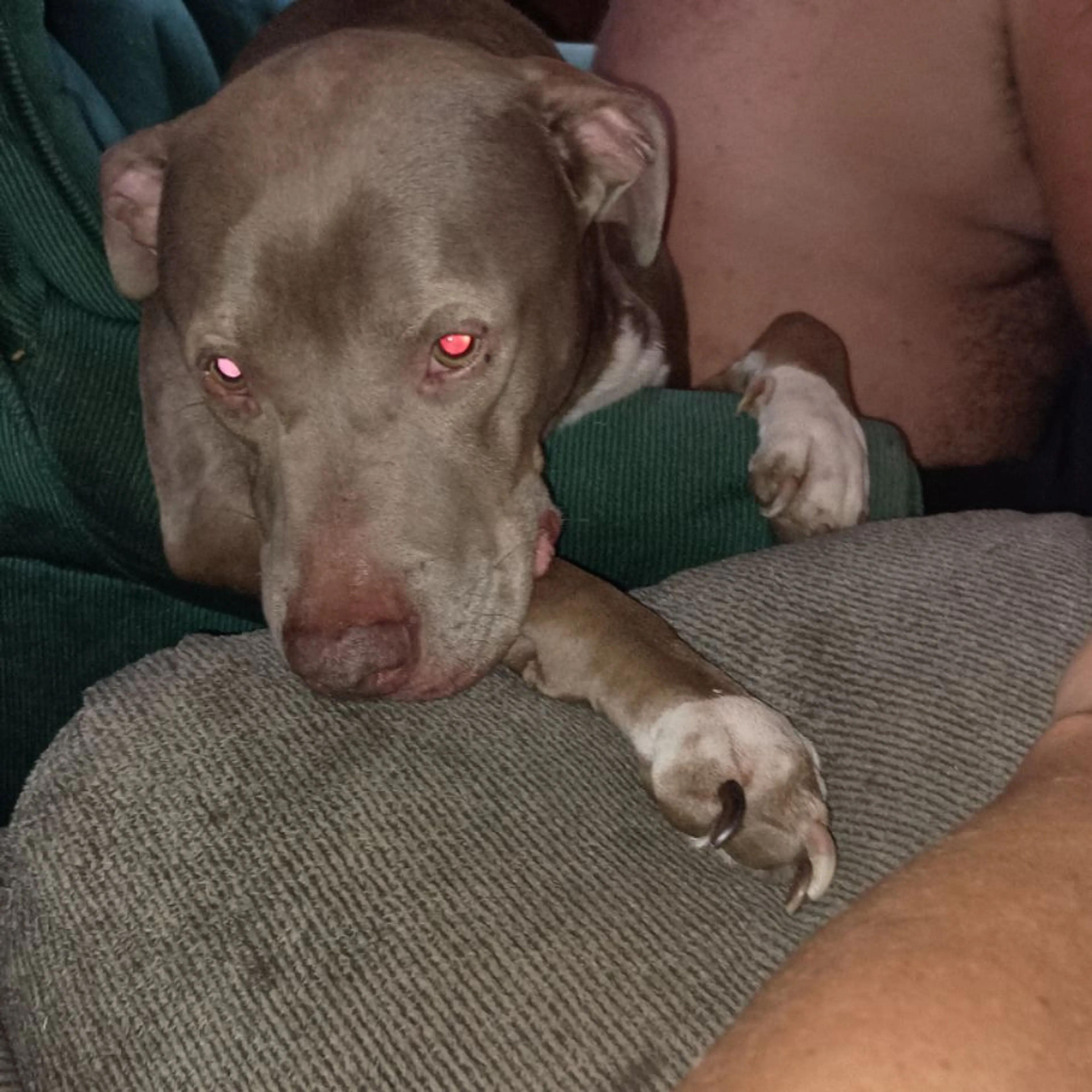 Lost pet-0