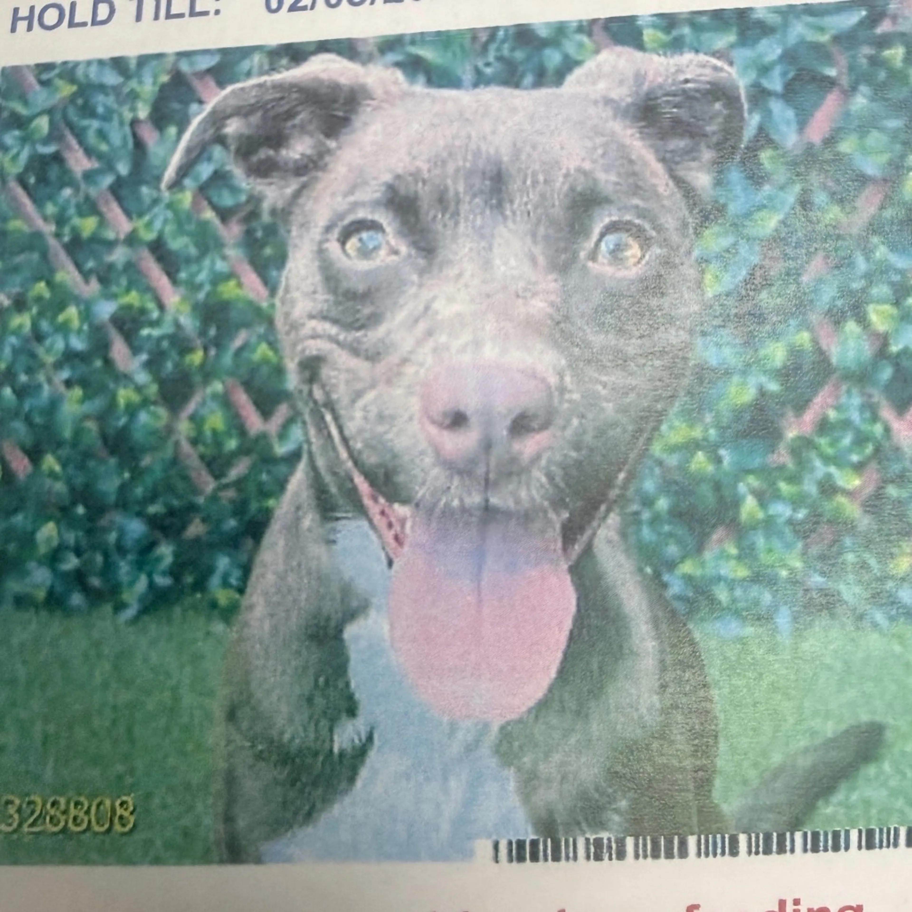 Found pet-1