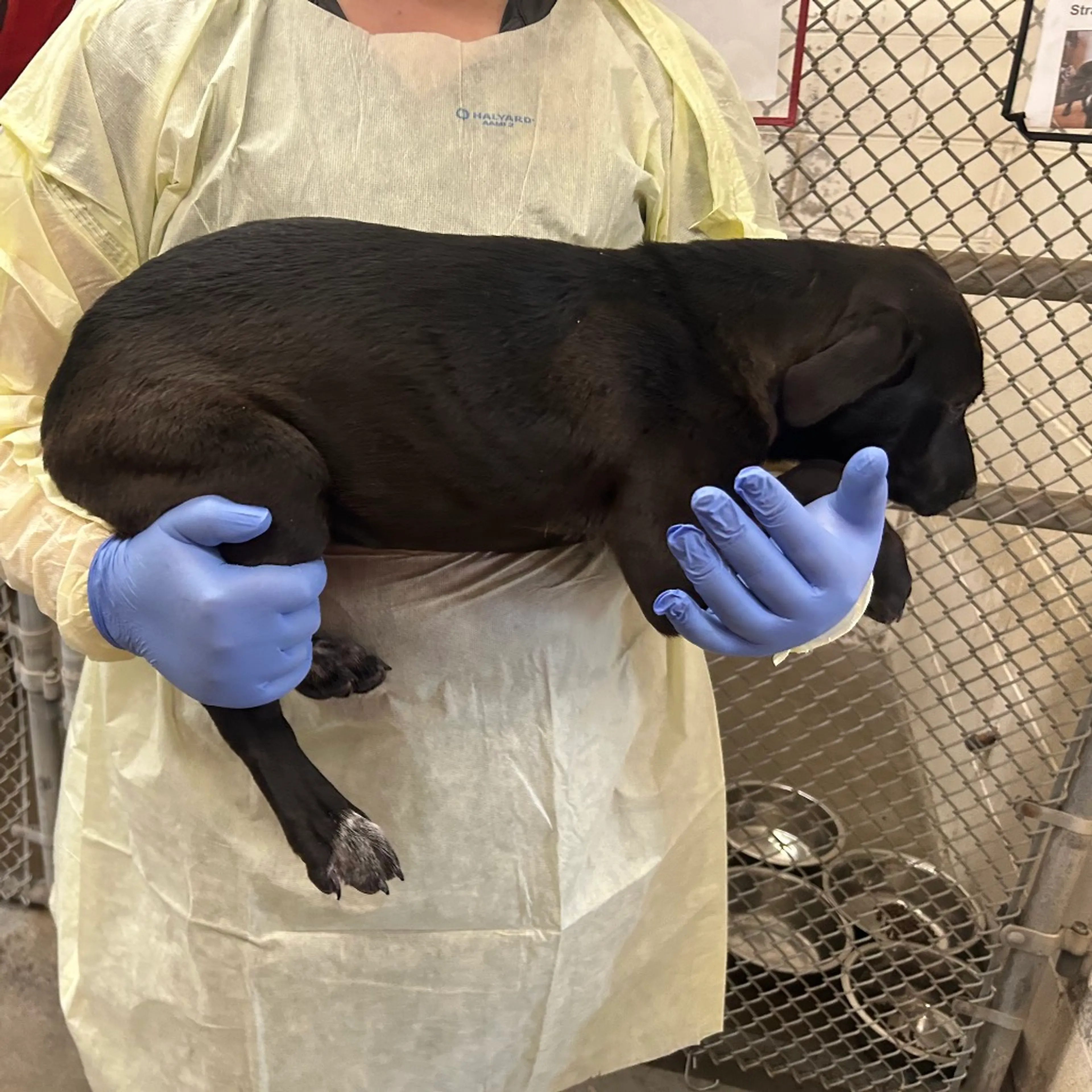 Found pet-2