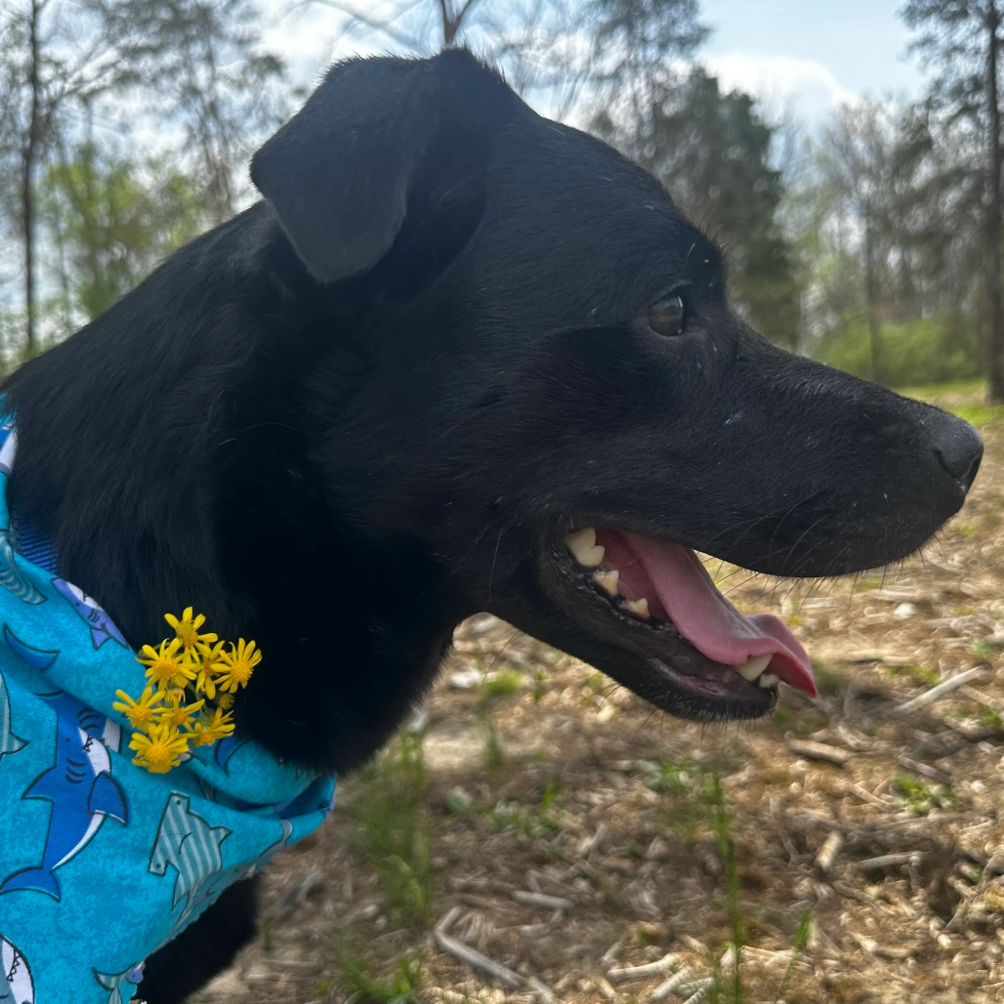 Found pet-7