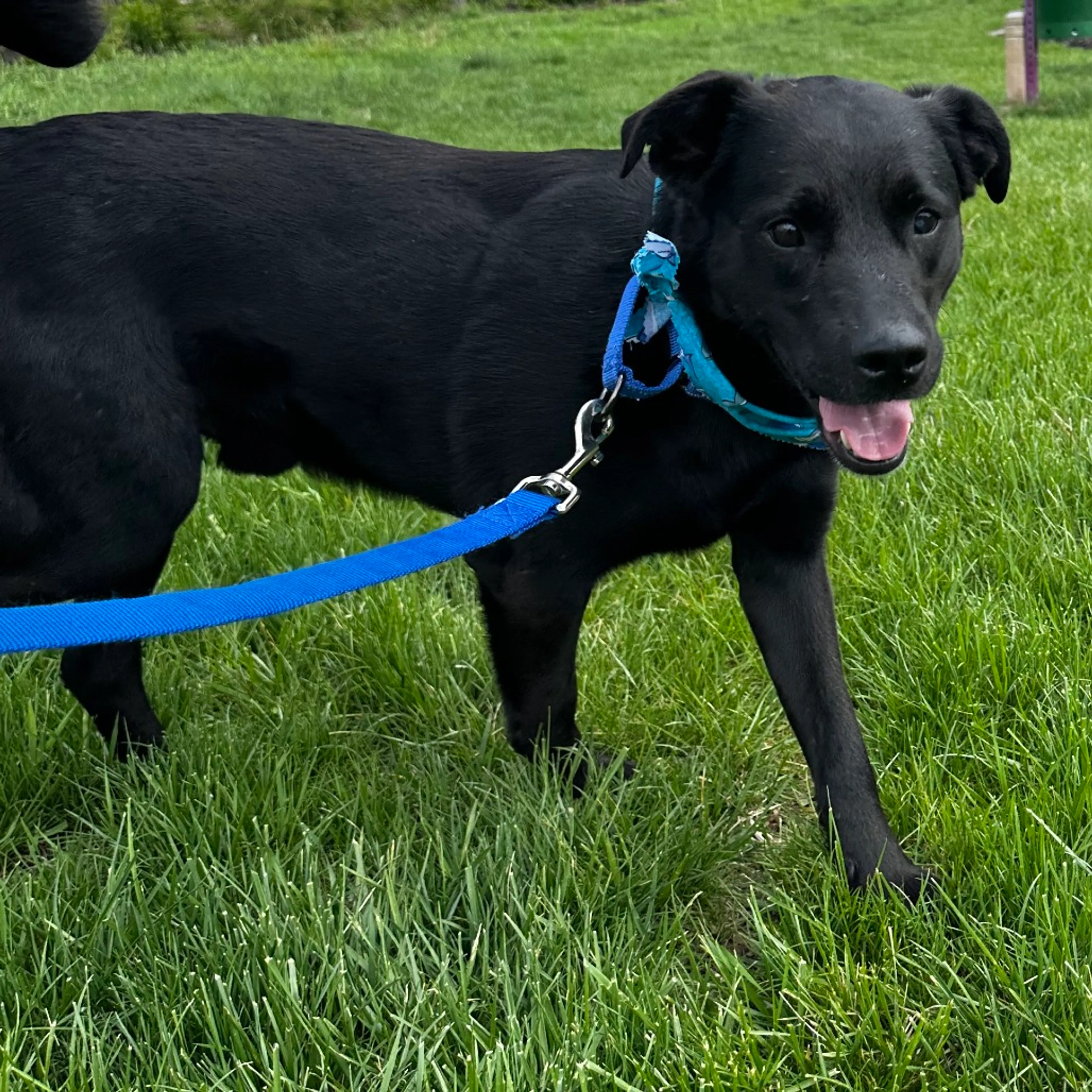 Found pet-5