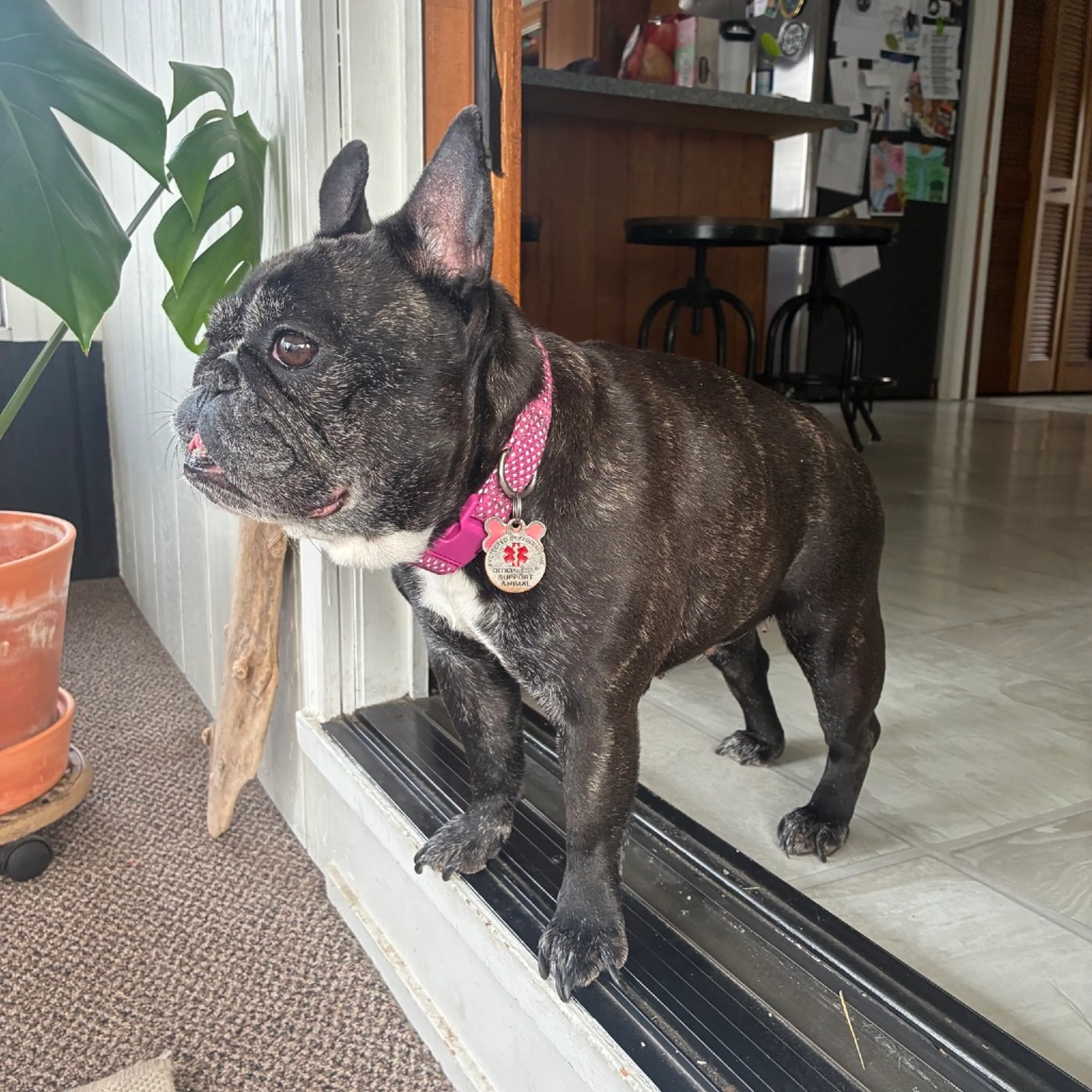 Found pet-11
