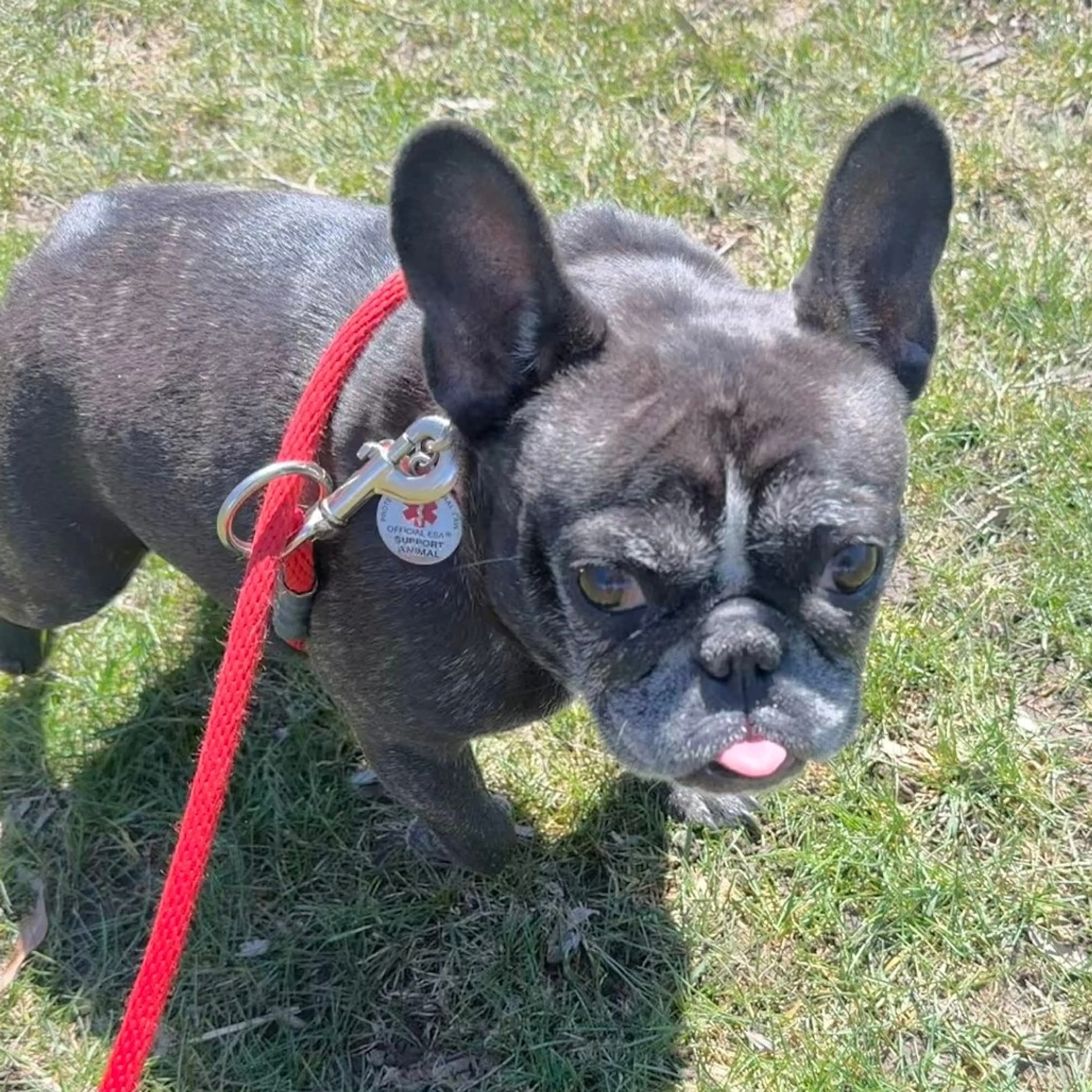 Found pet-8