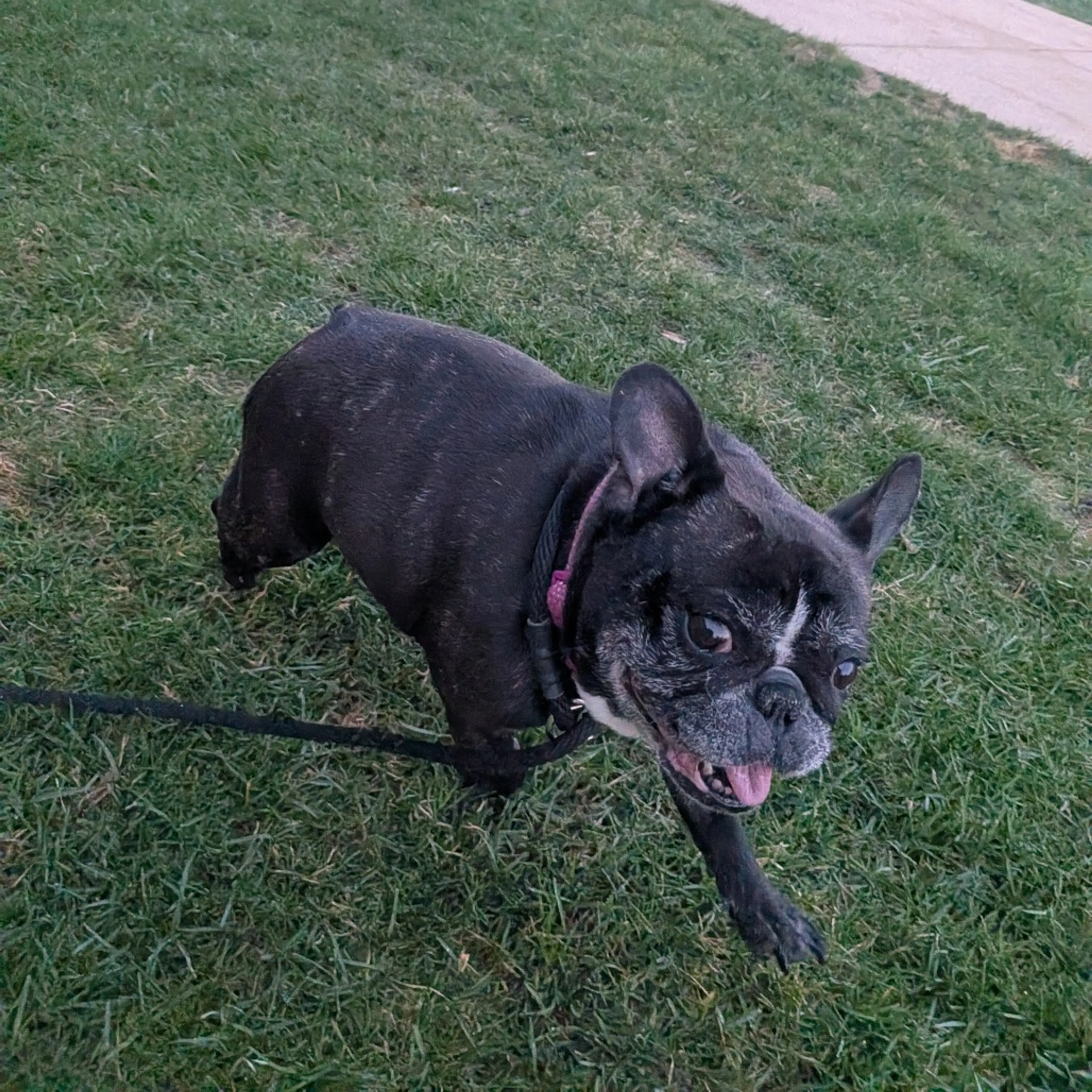 Found pet-7