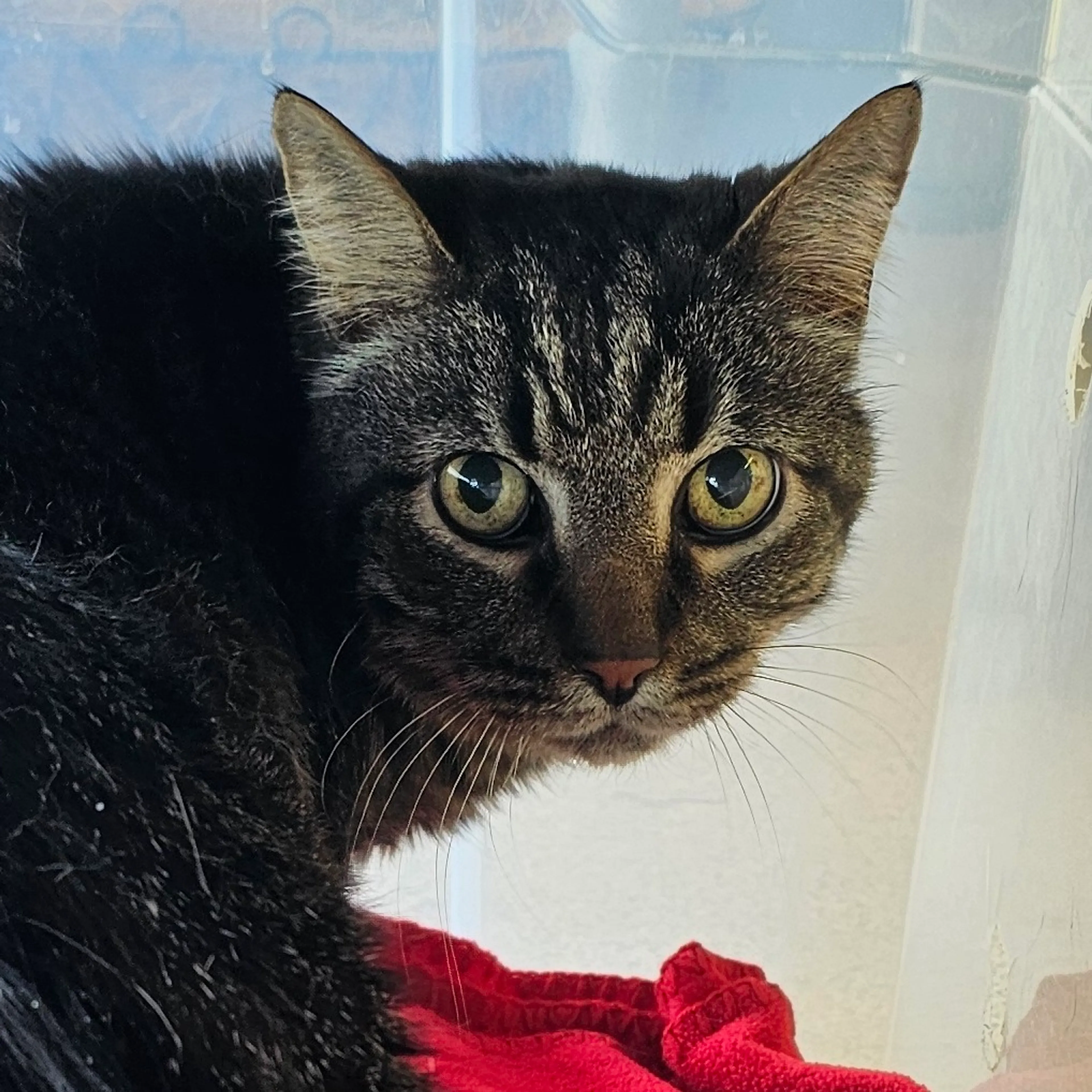 Found pet