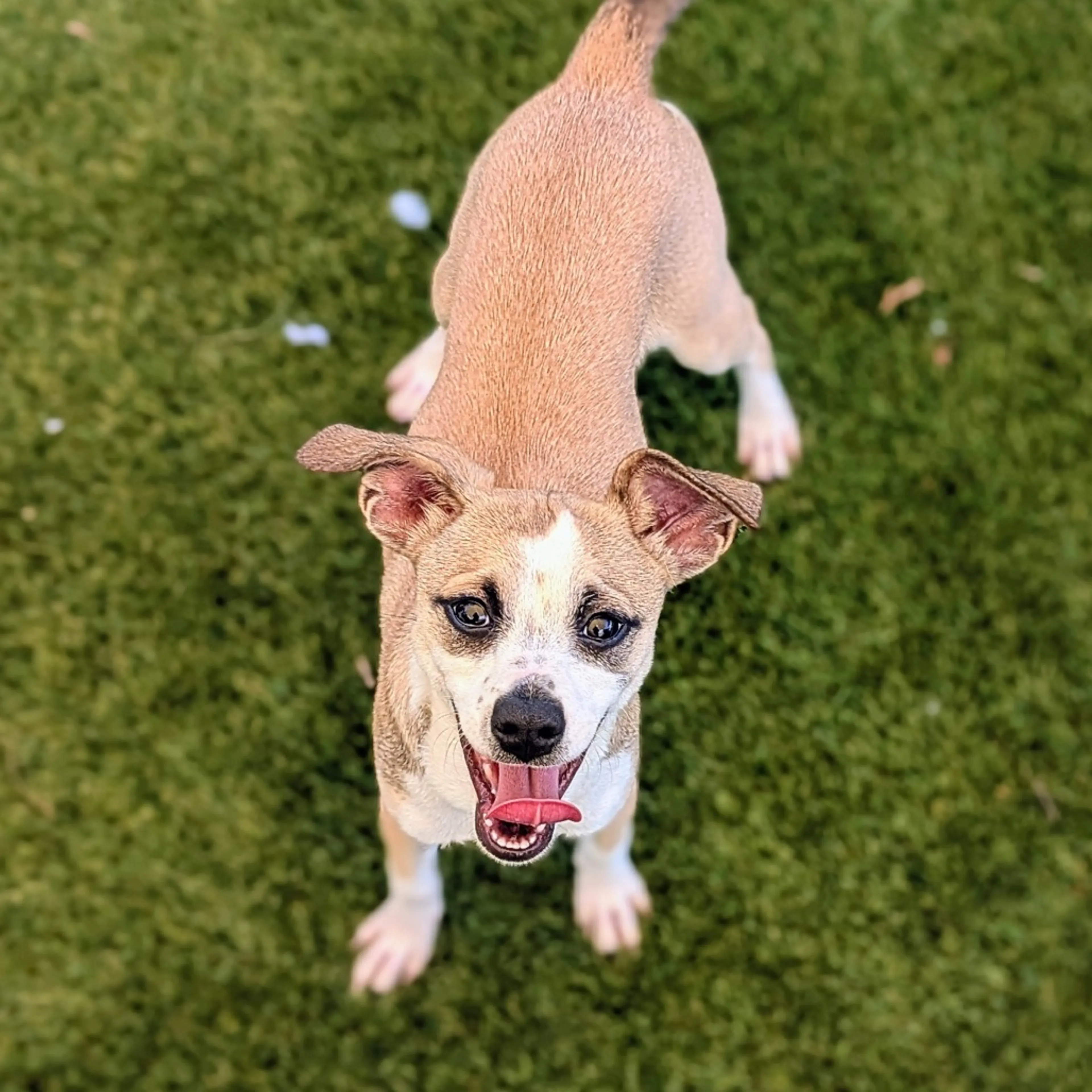 Found pet-3