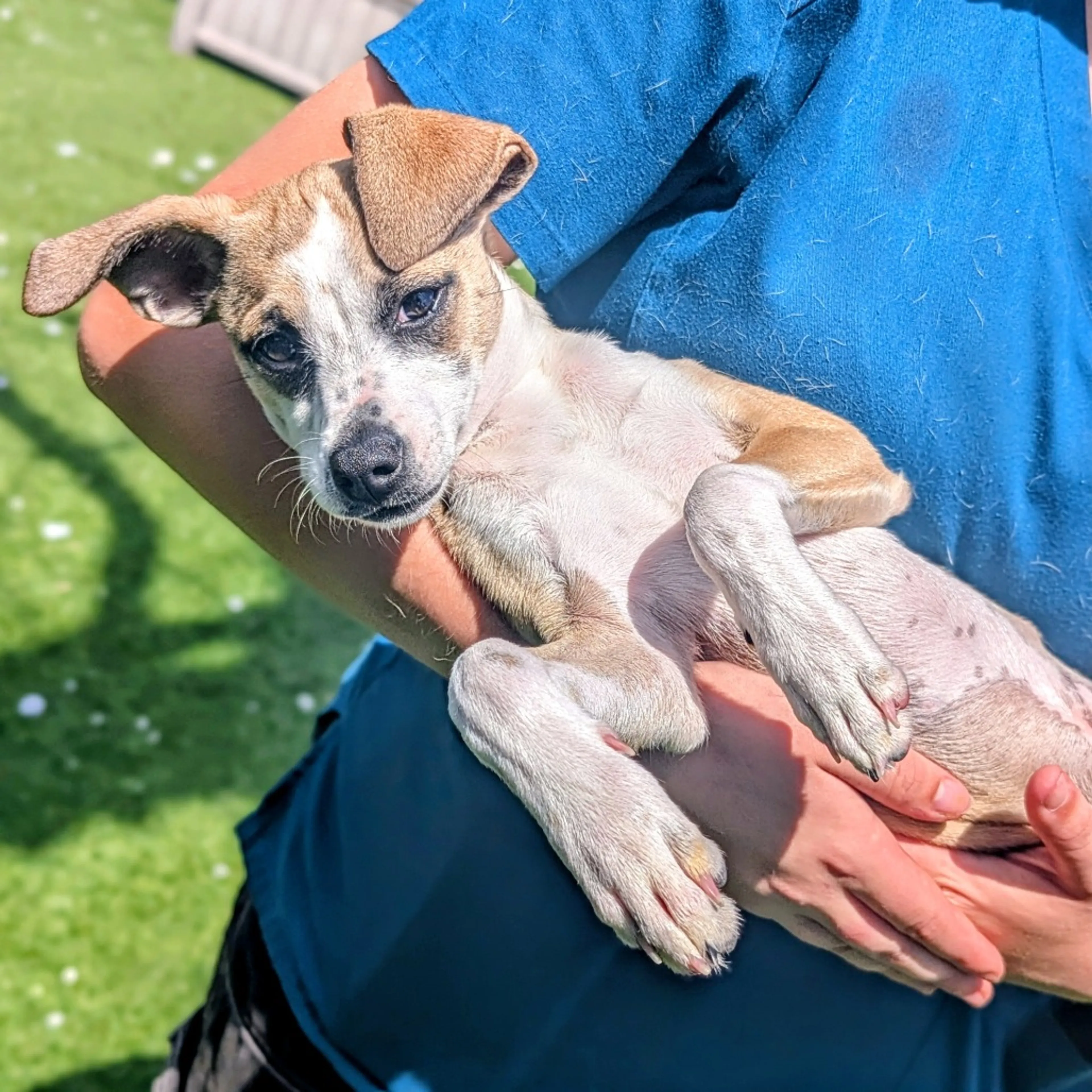 Found pet-2