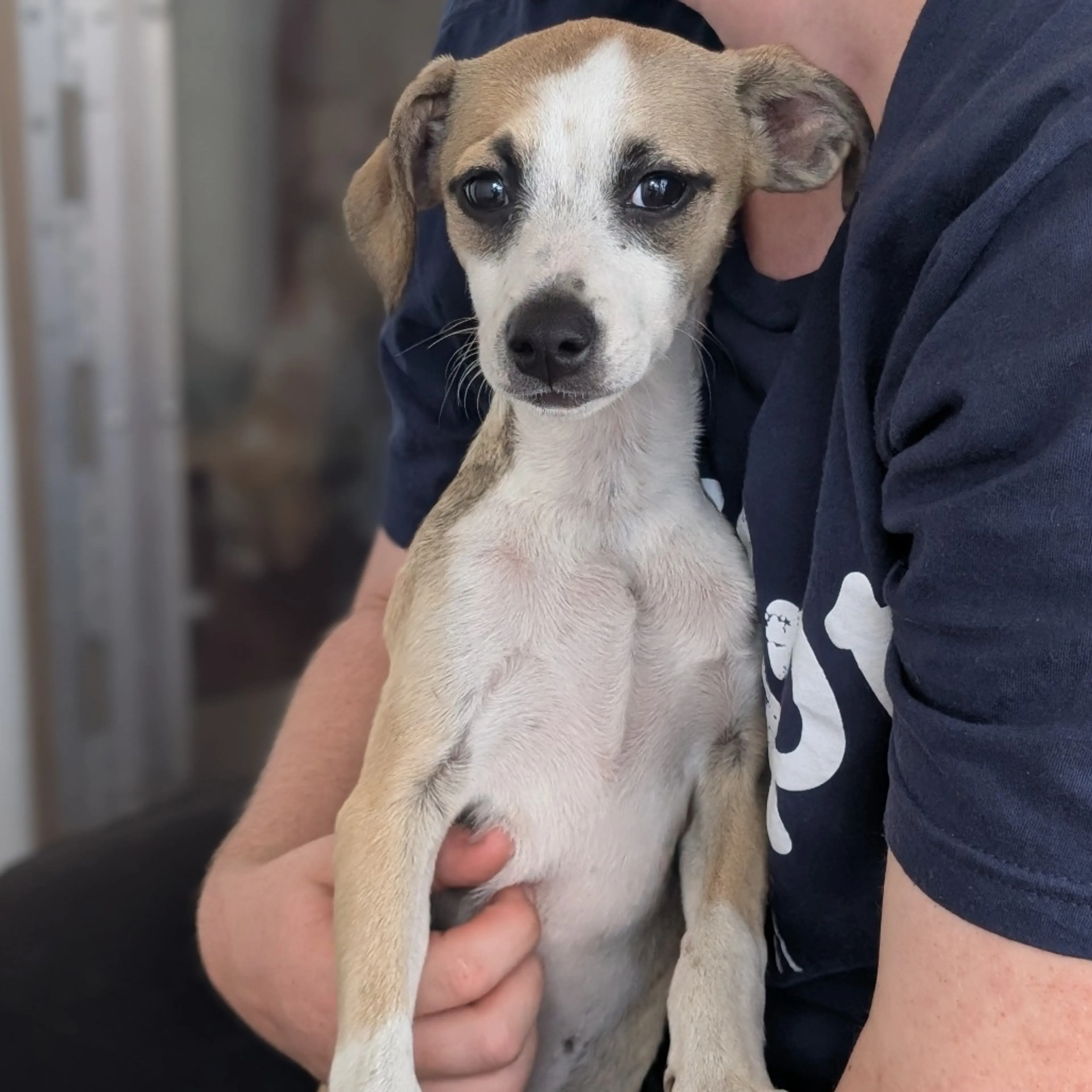 Found pet-1