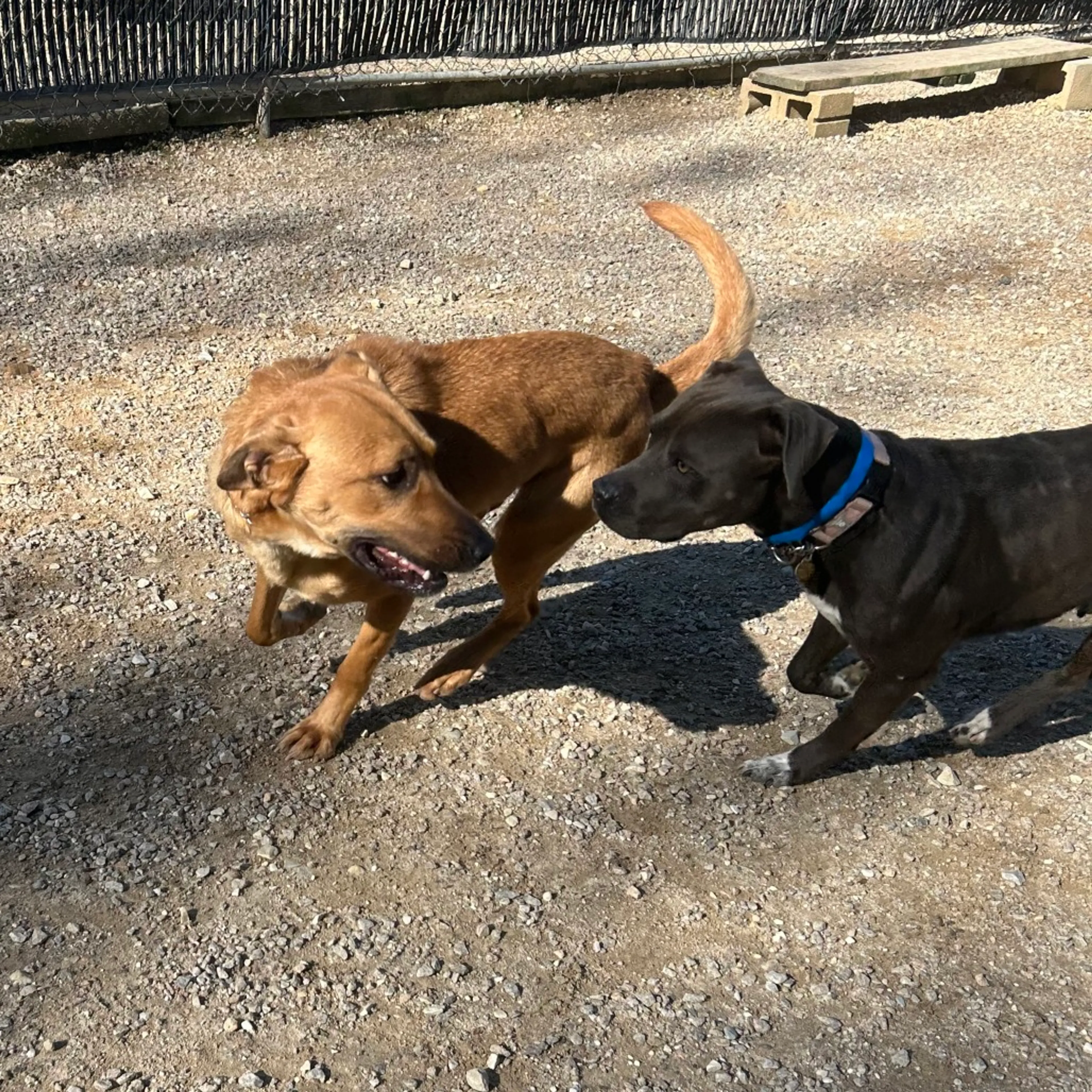 Found pet-5