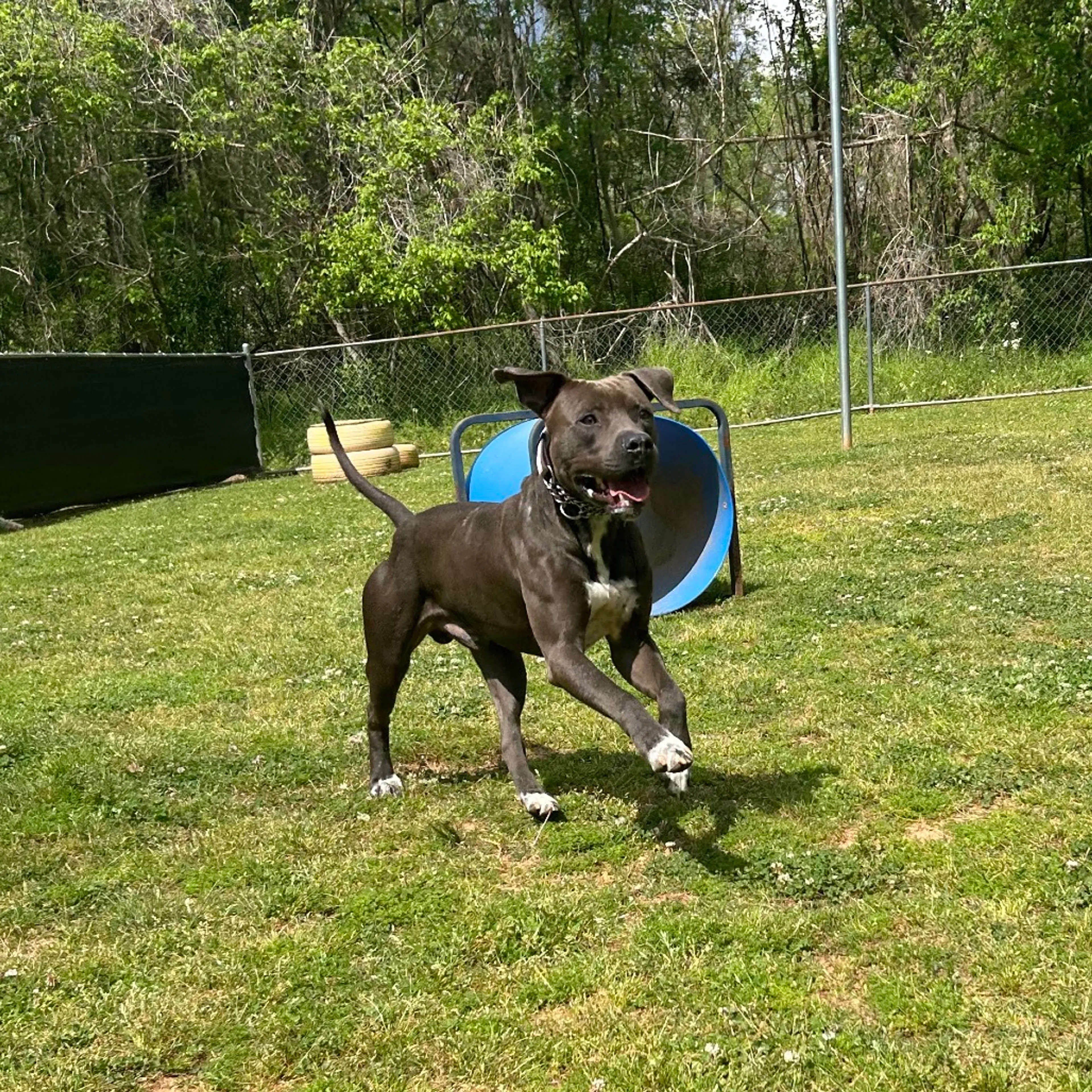 Found pet-2