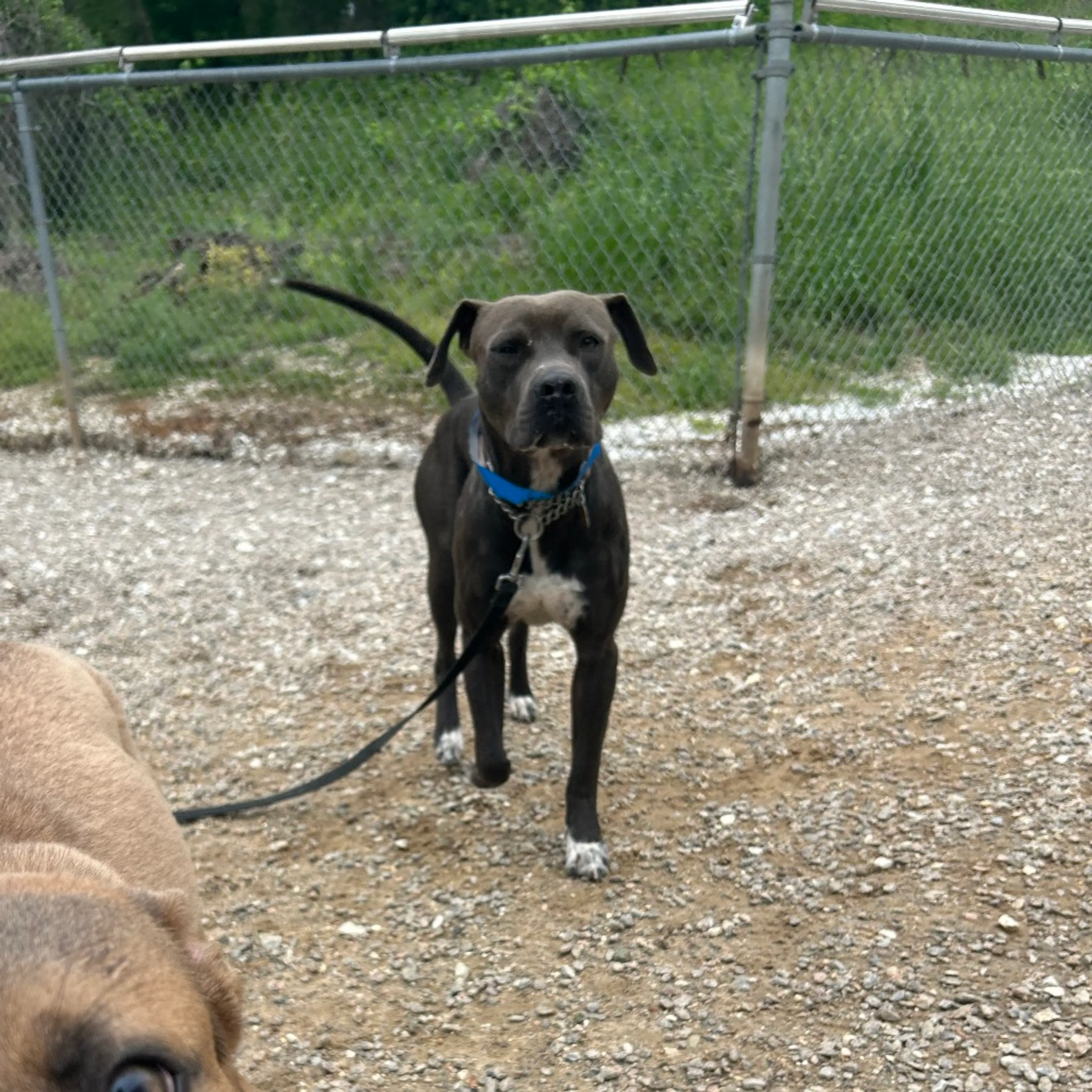 Found pet-4