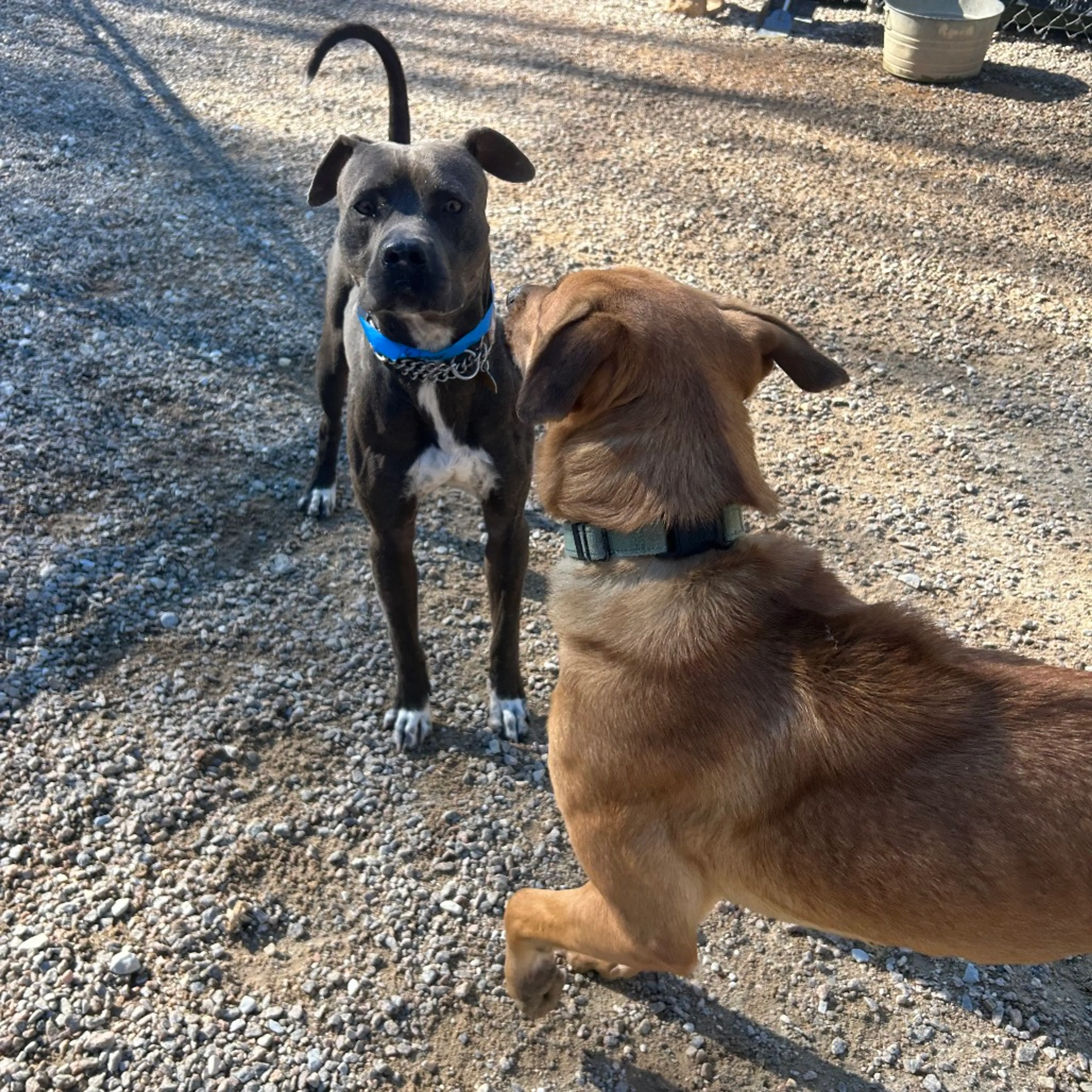 Found pet-6