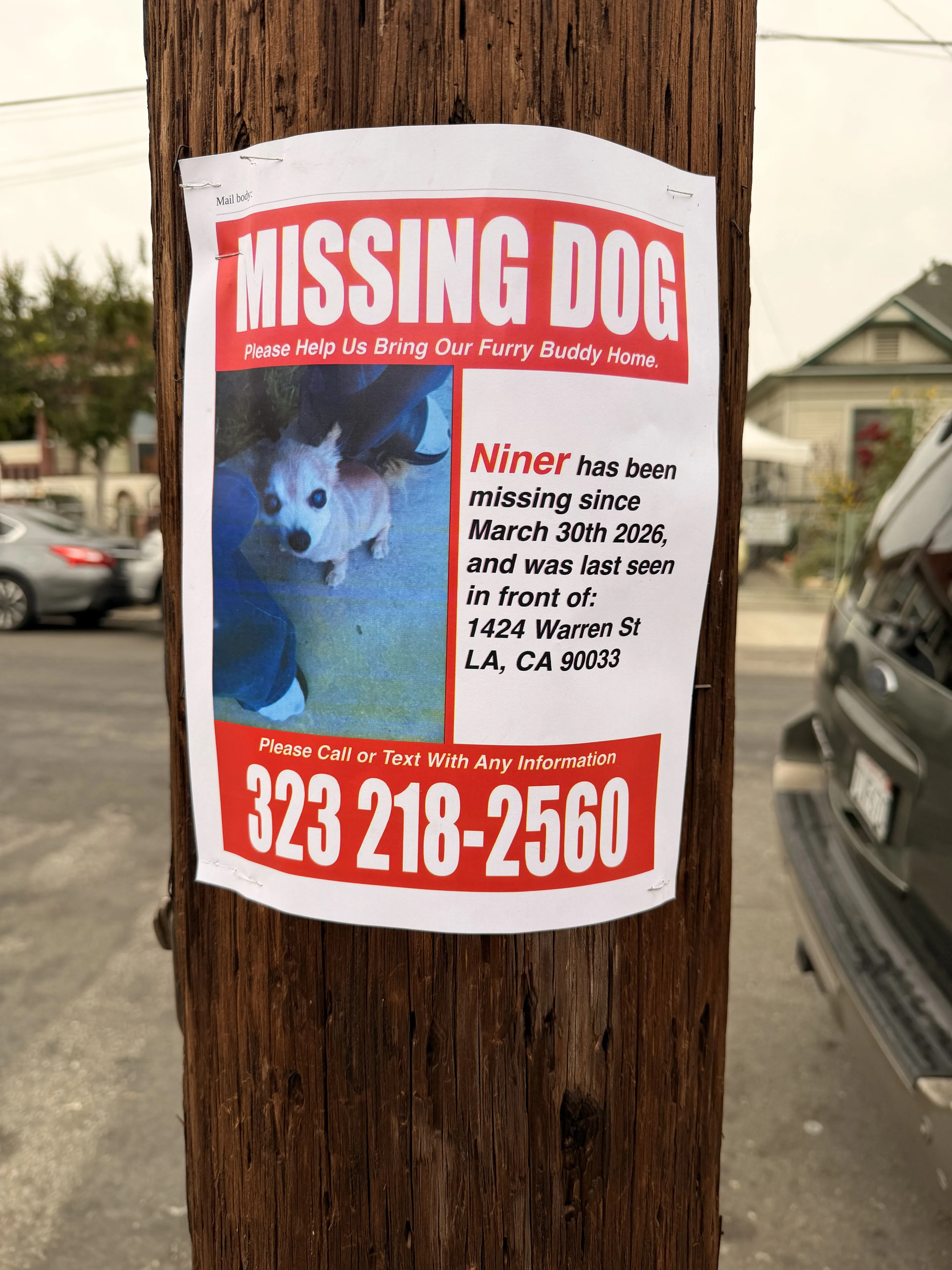 Lost pet