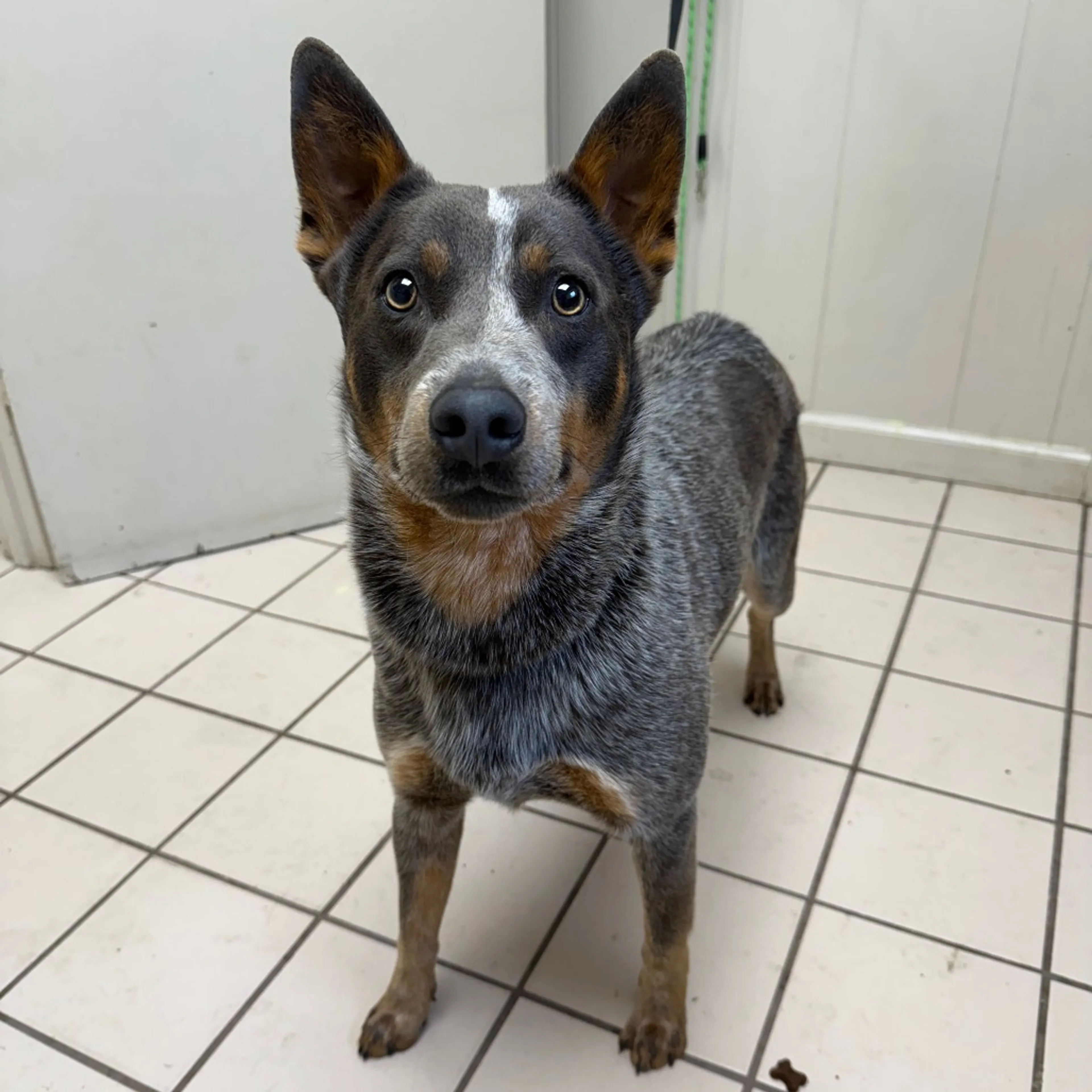 Found pet-1
