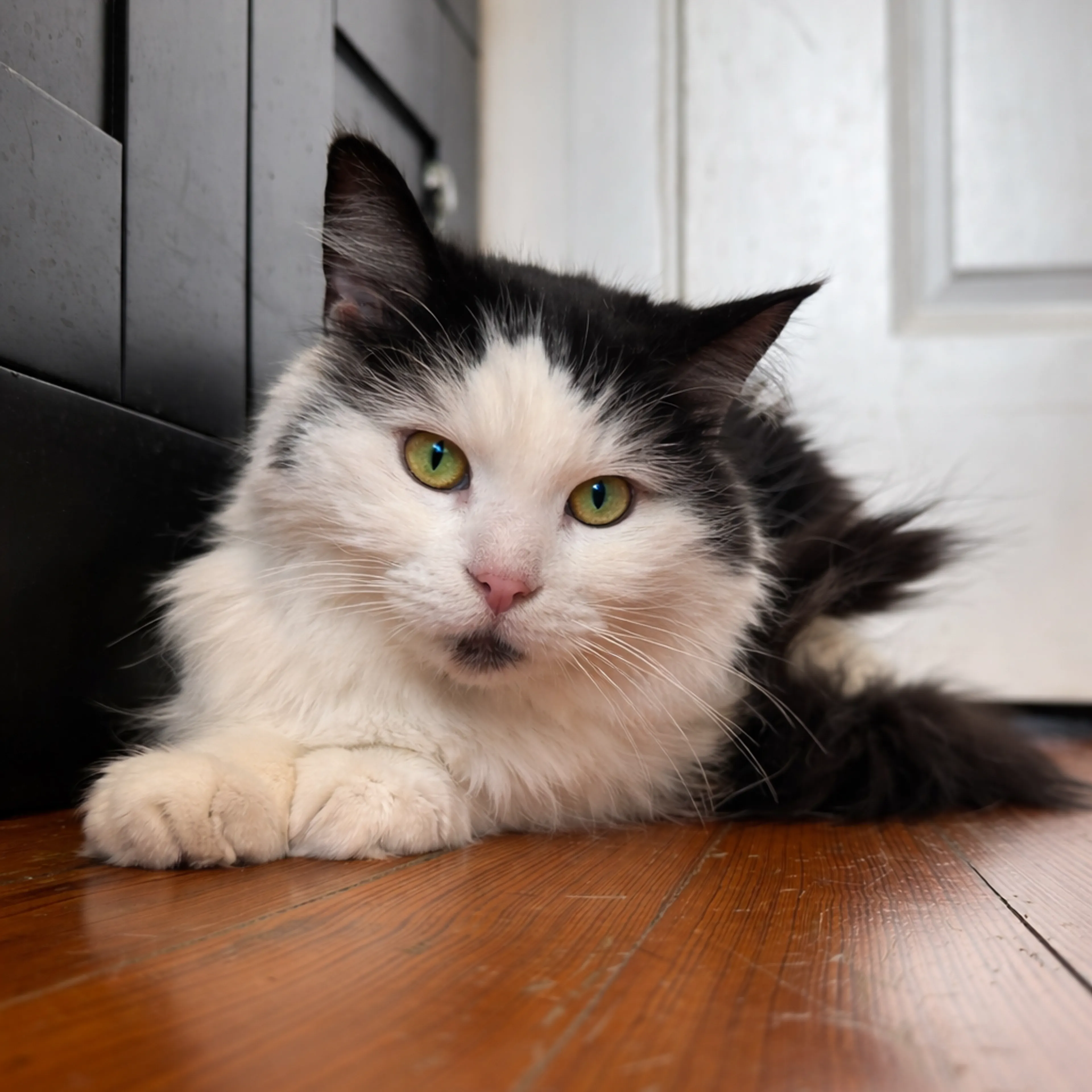 Found pet-5