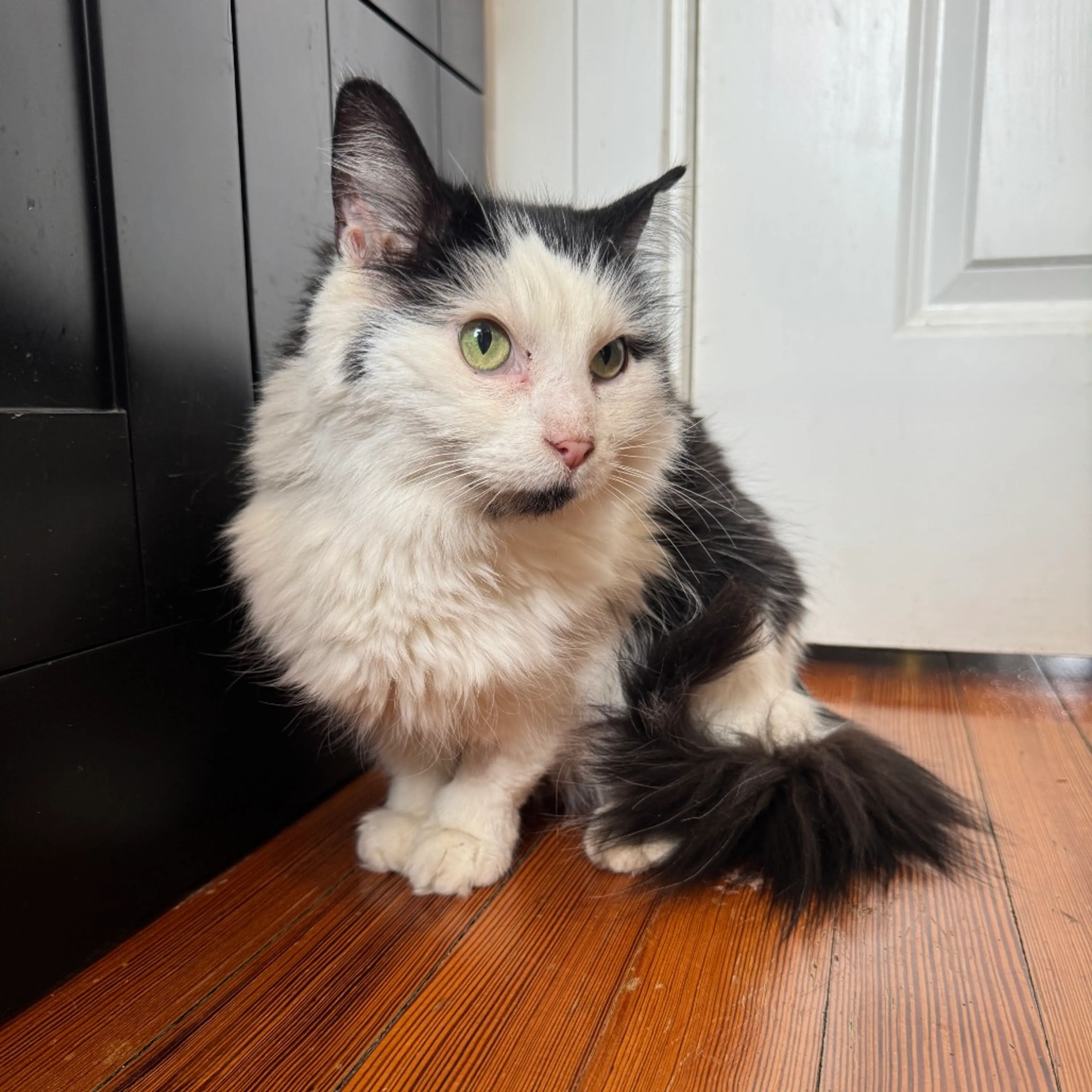 Found pet-1