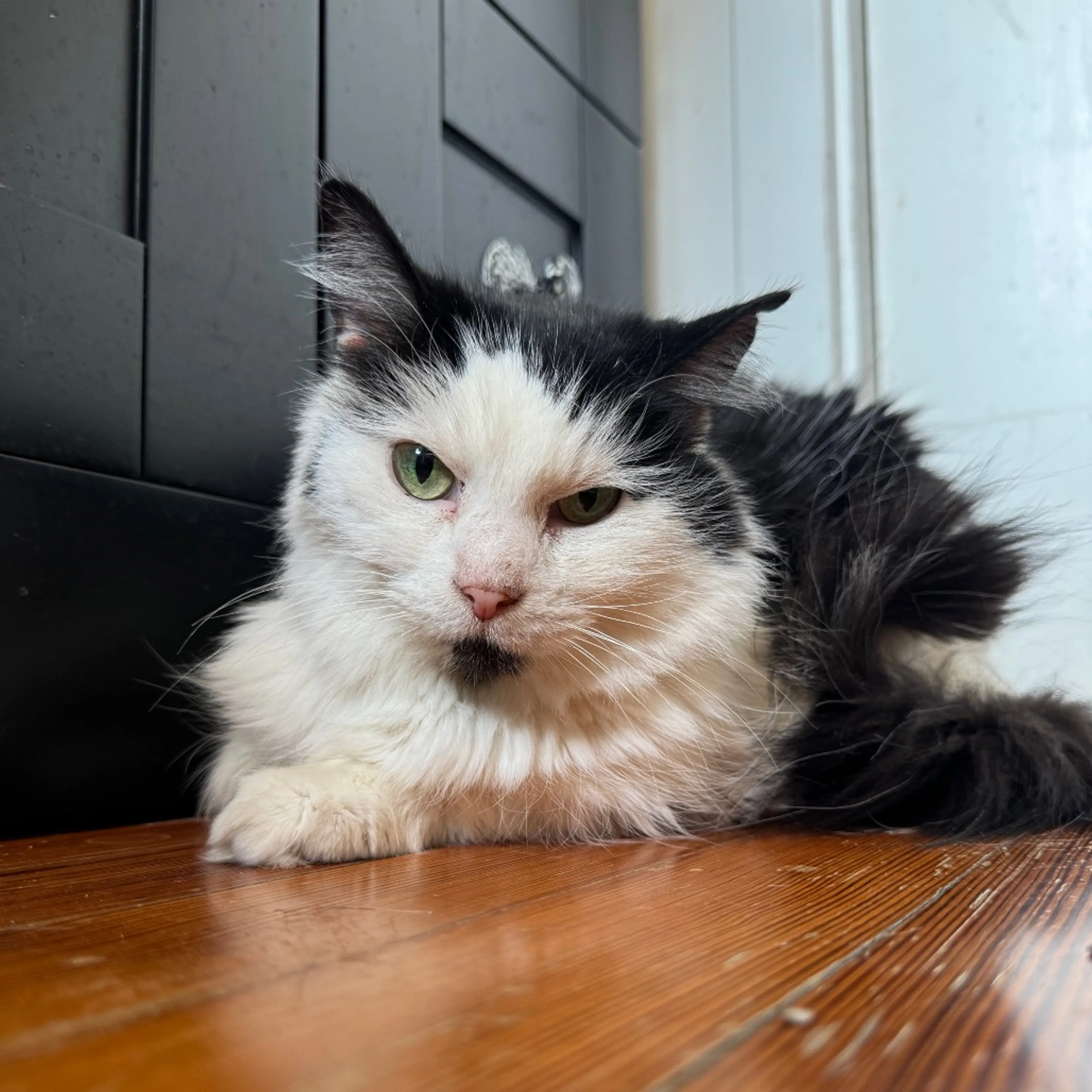 Found pet-2