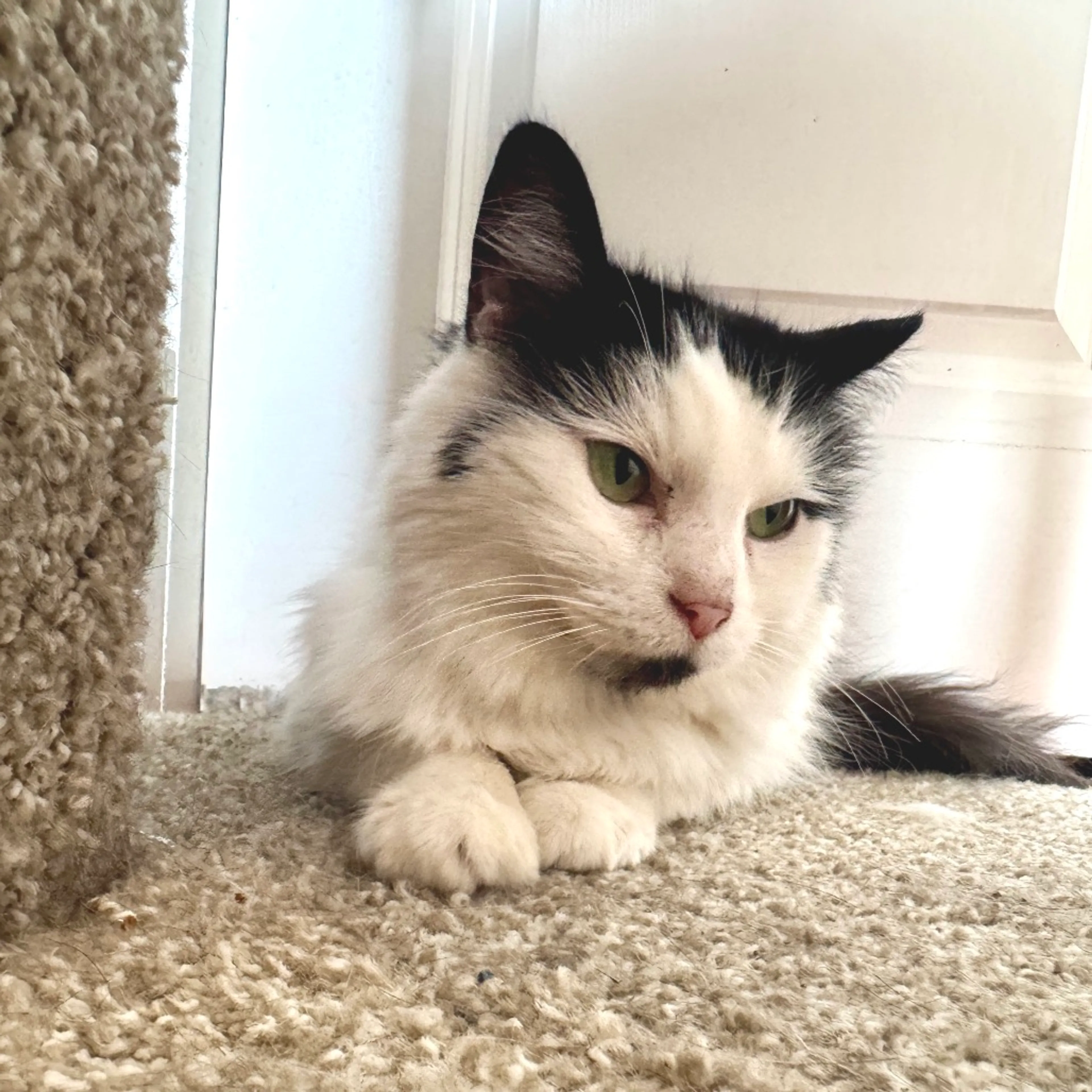 Found pet-3