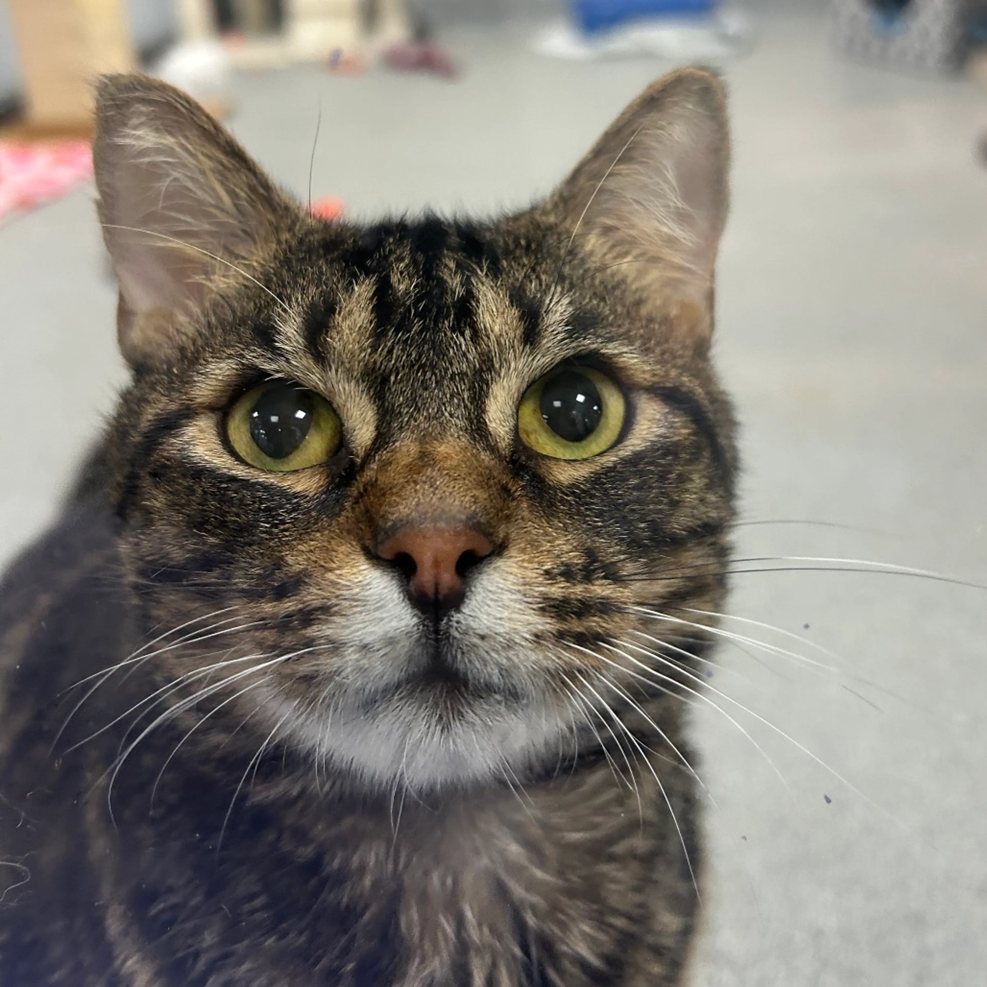 Found pet-1