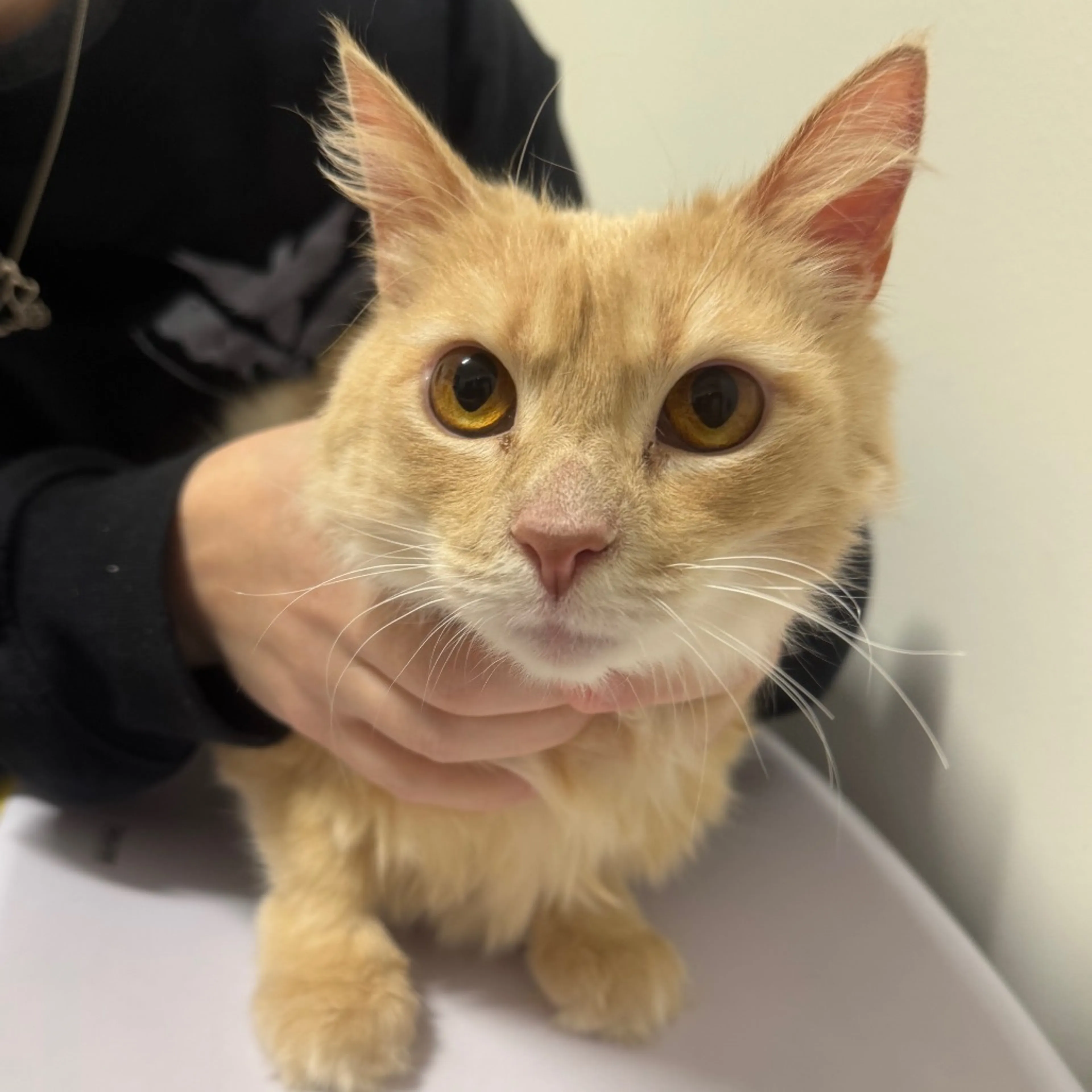 Found pet-1