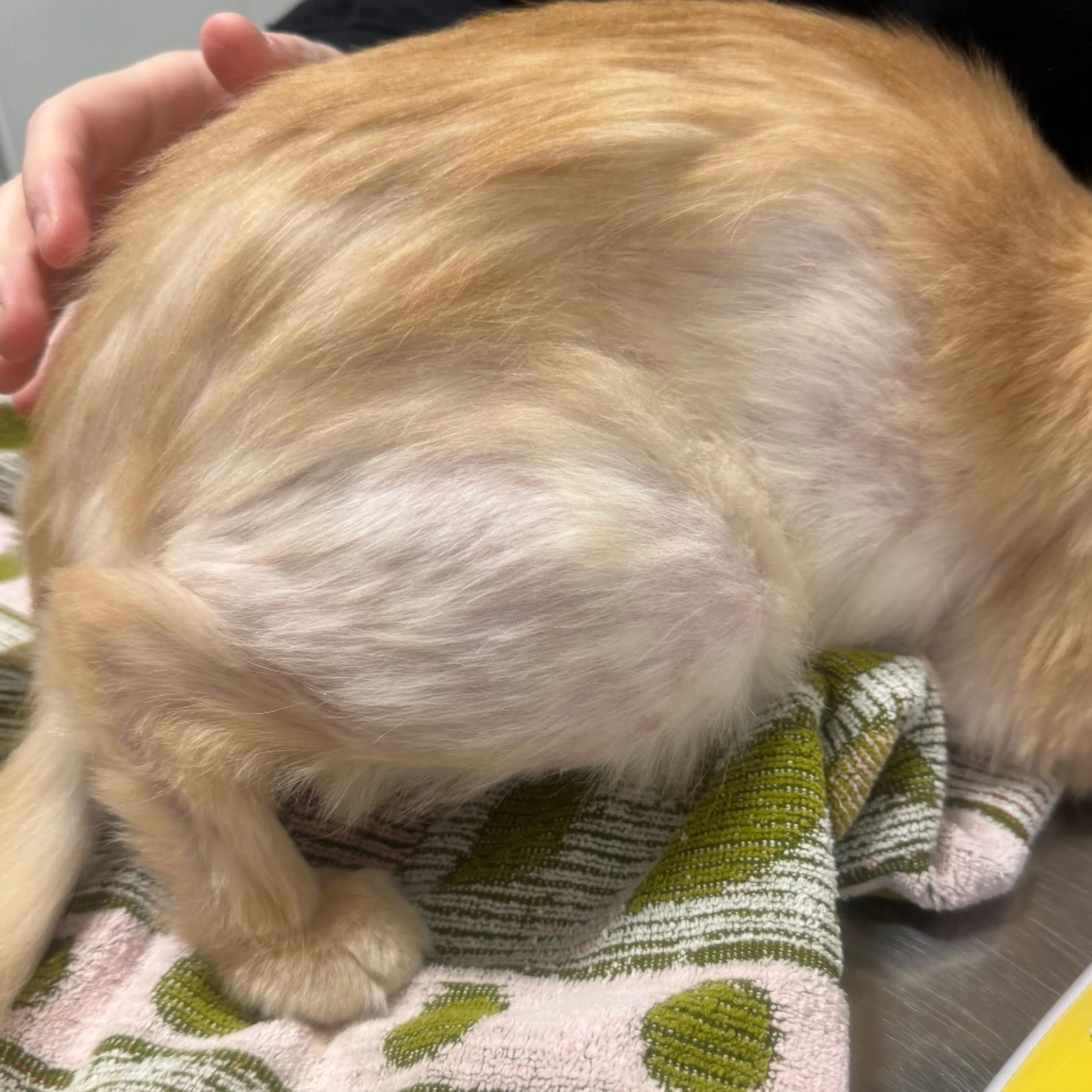 Found pet-4