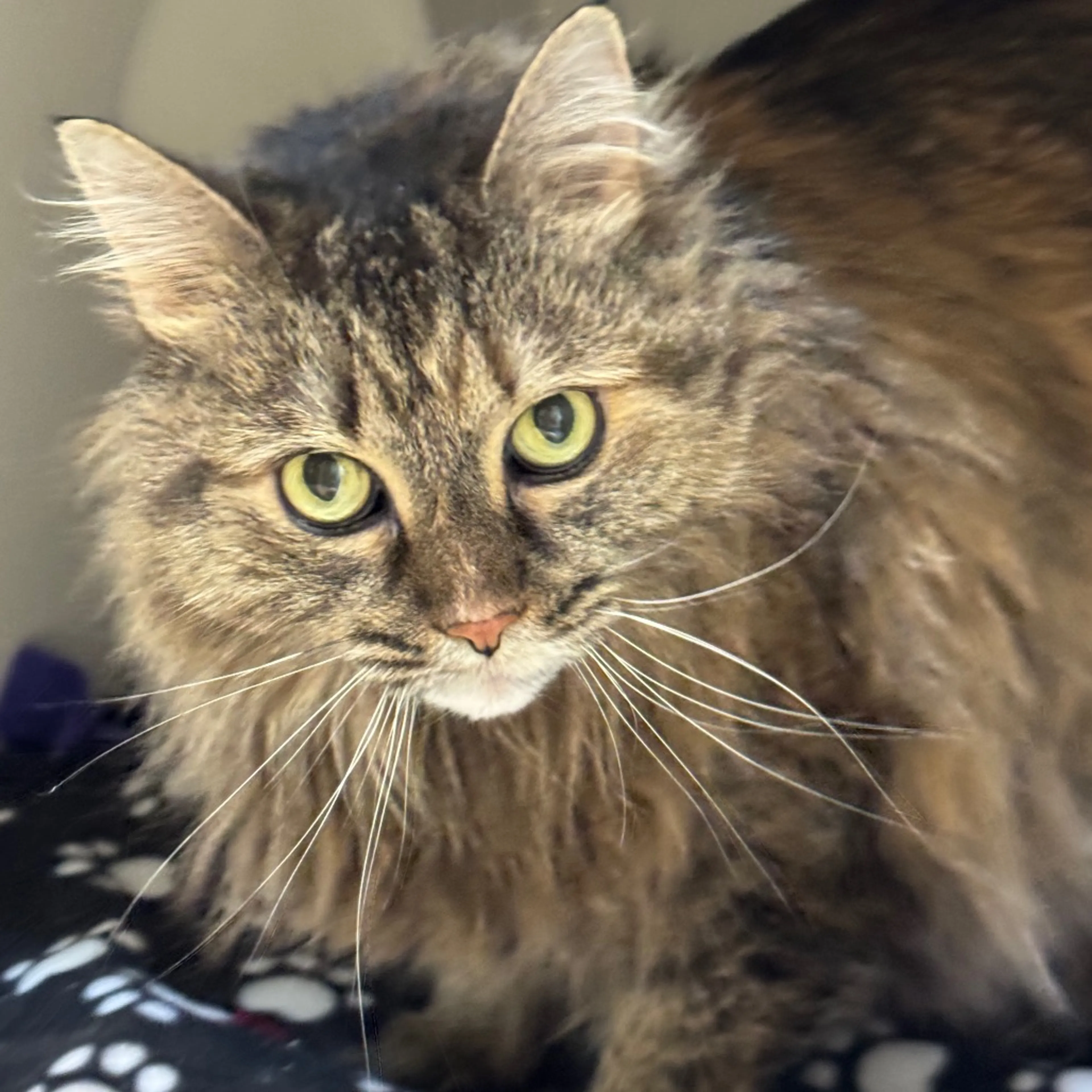 Found pet-2