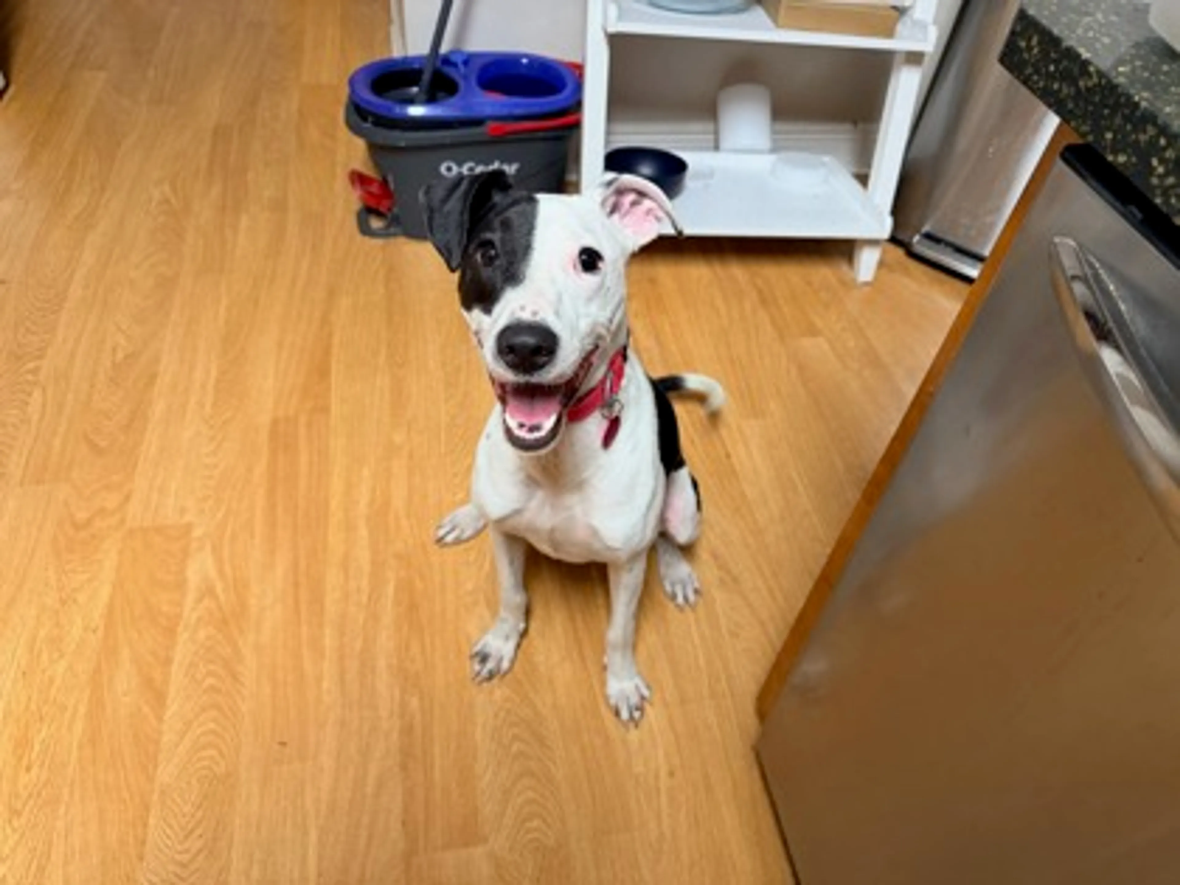 Found pet