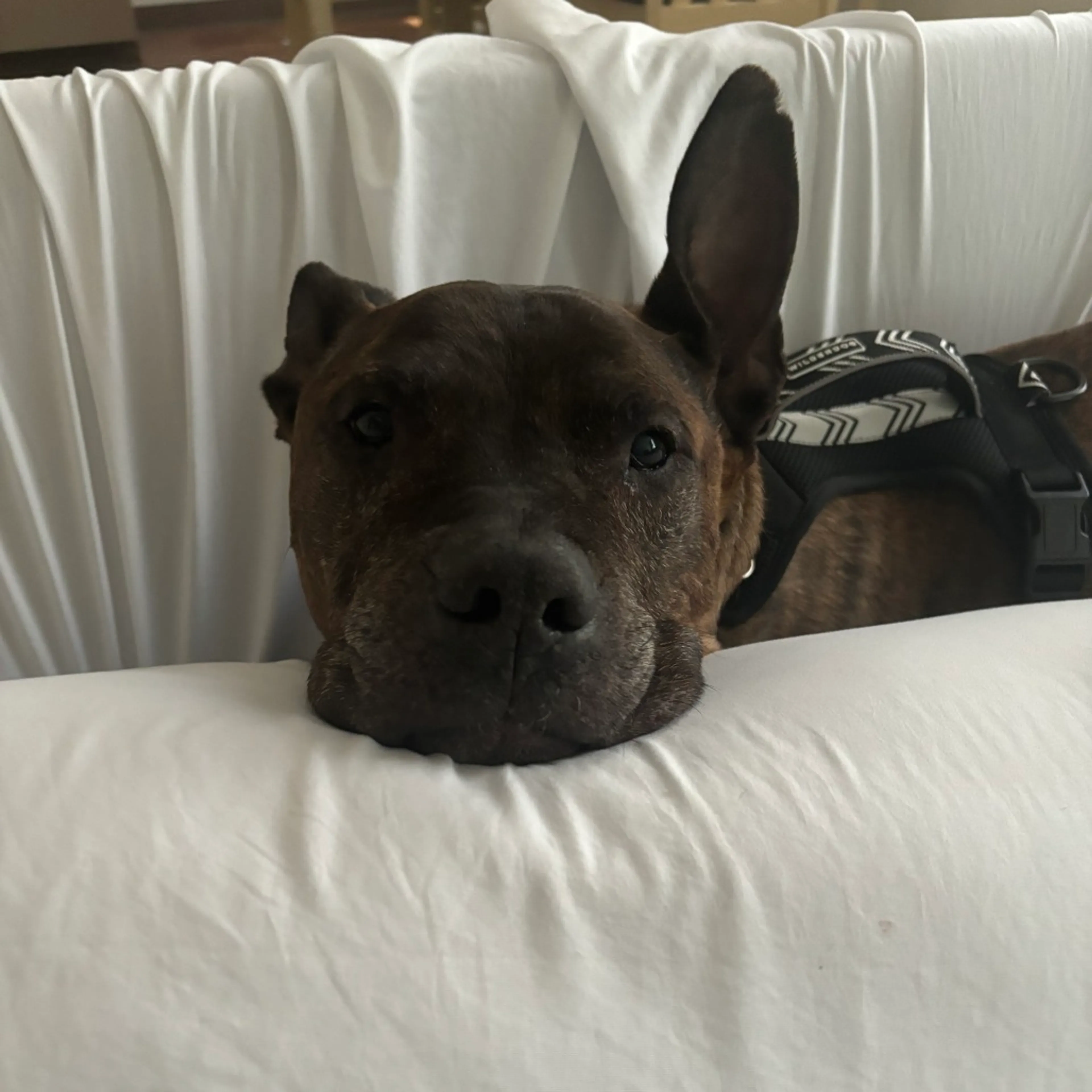 Found pet-9