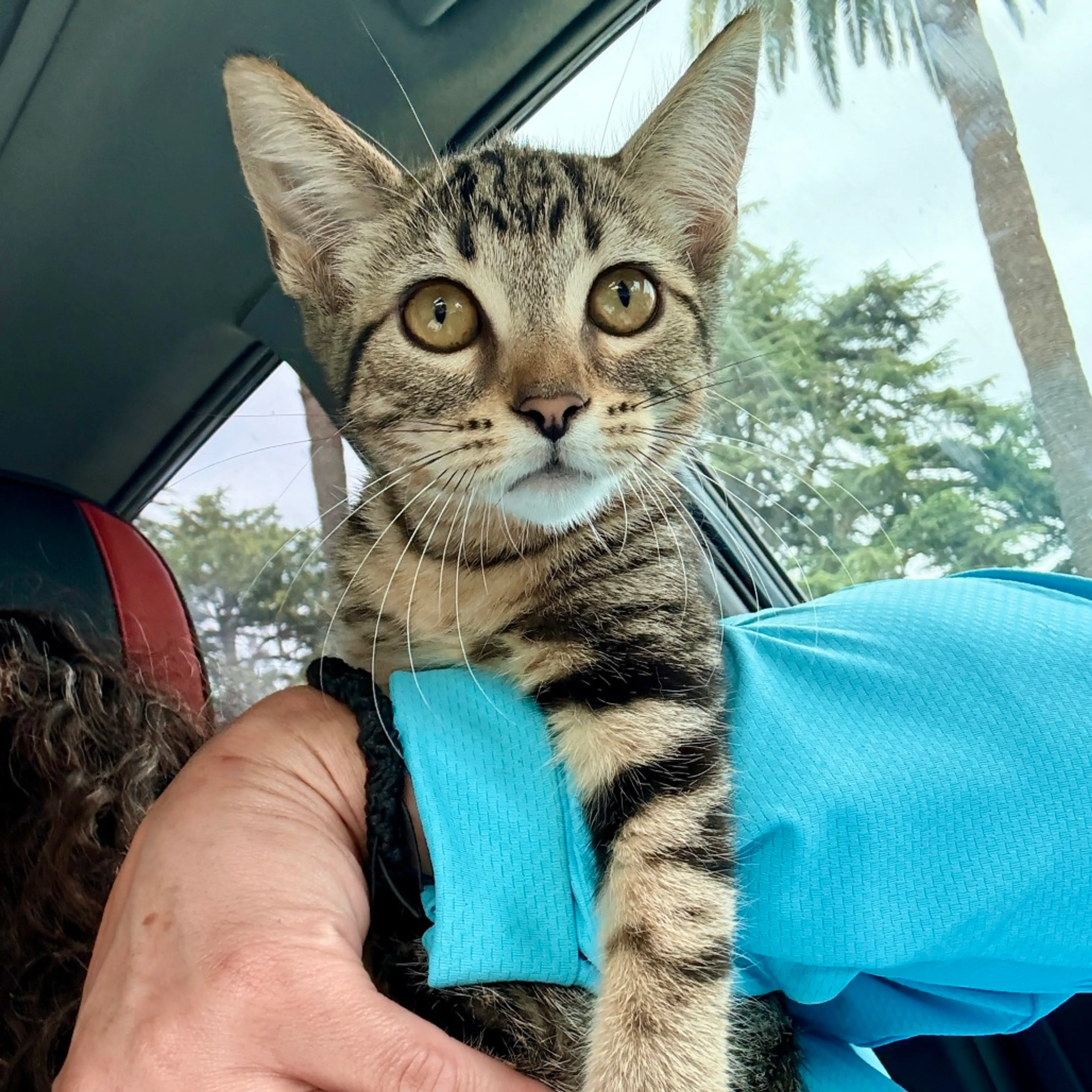 Found pet-1