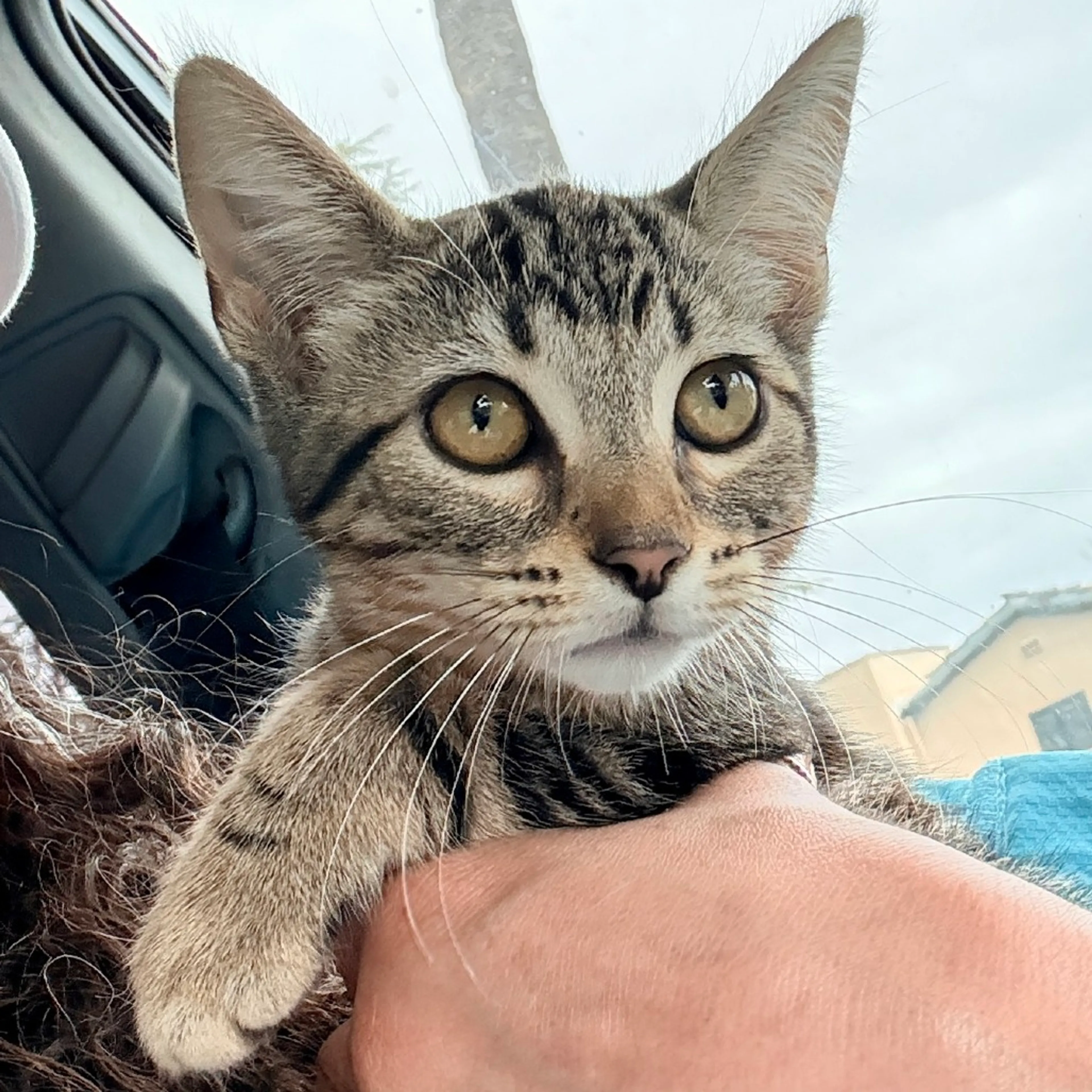 Found pet-0