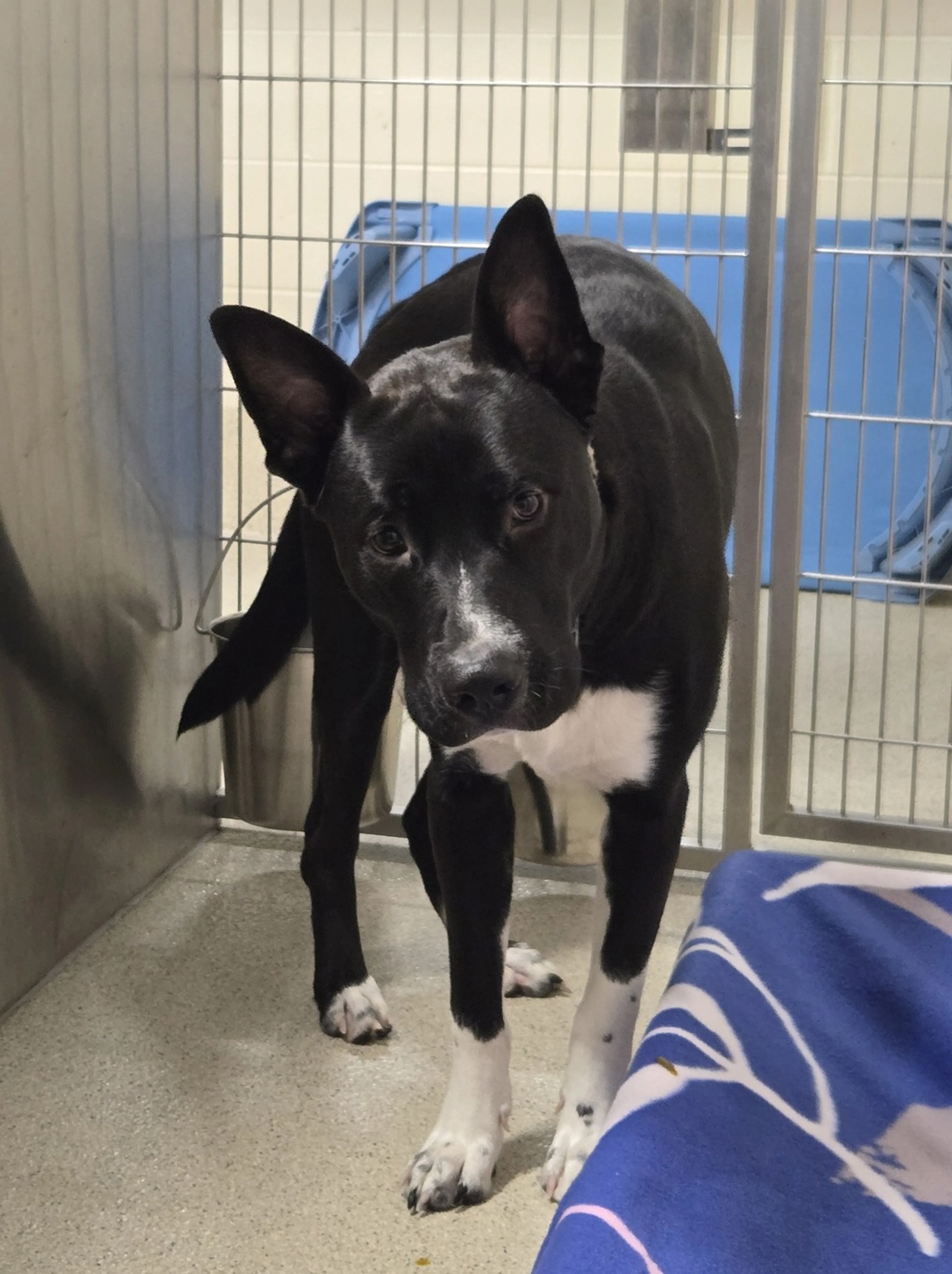 Found pet-3