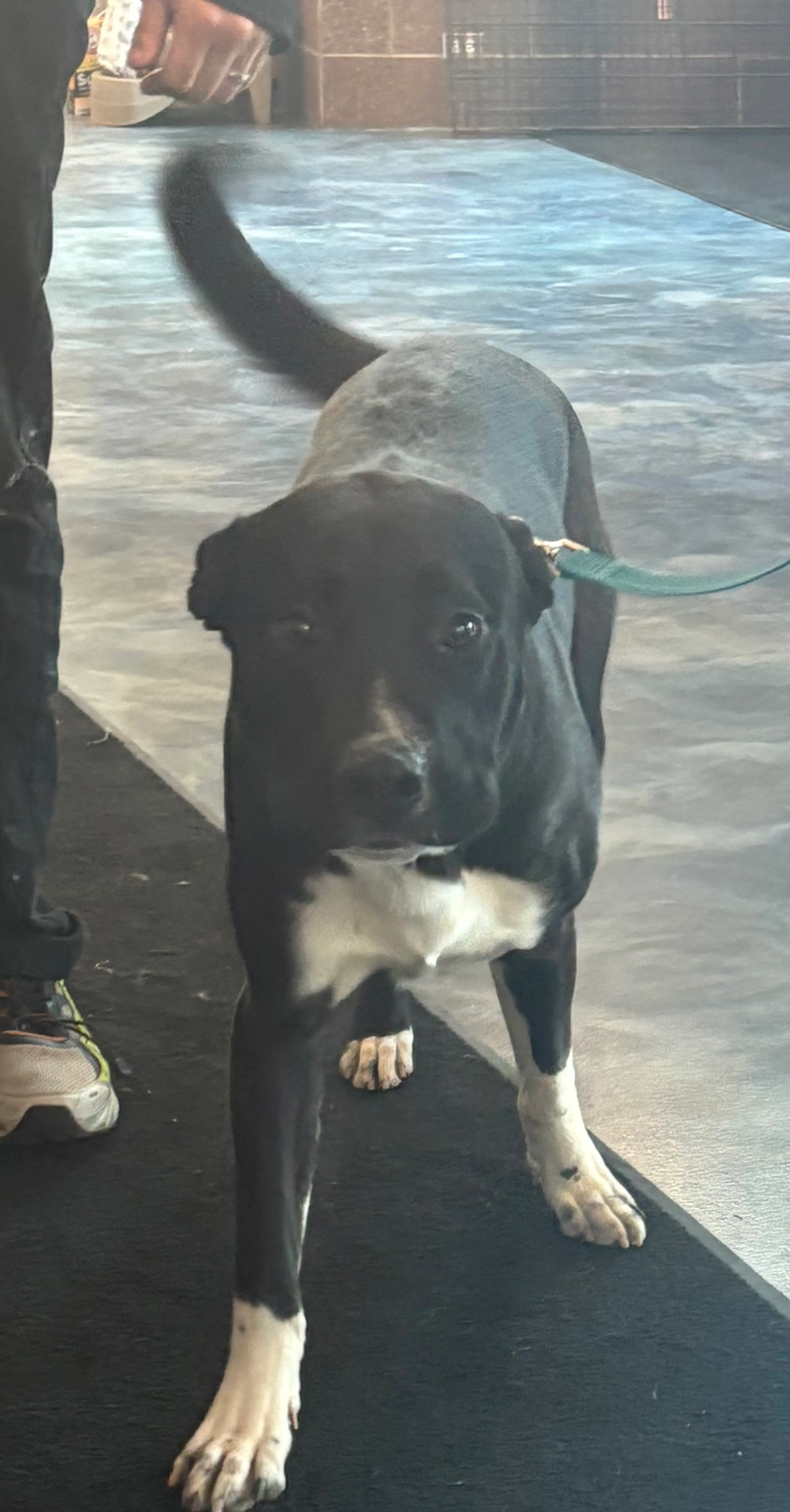 Found pet-2