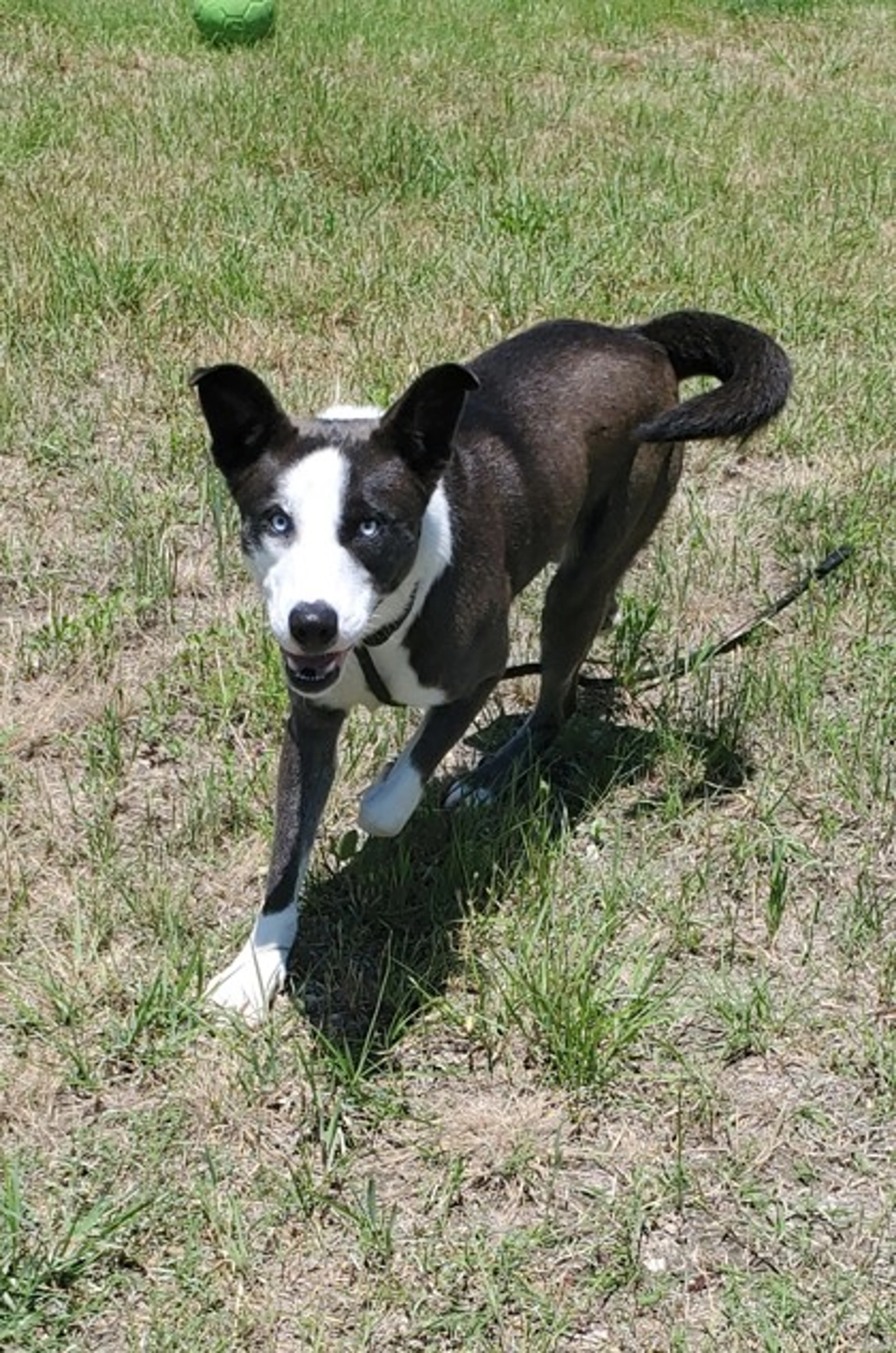Found pet-1