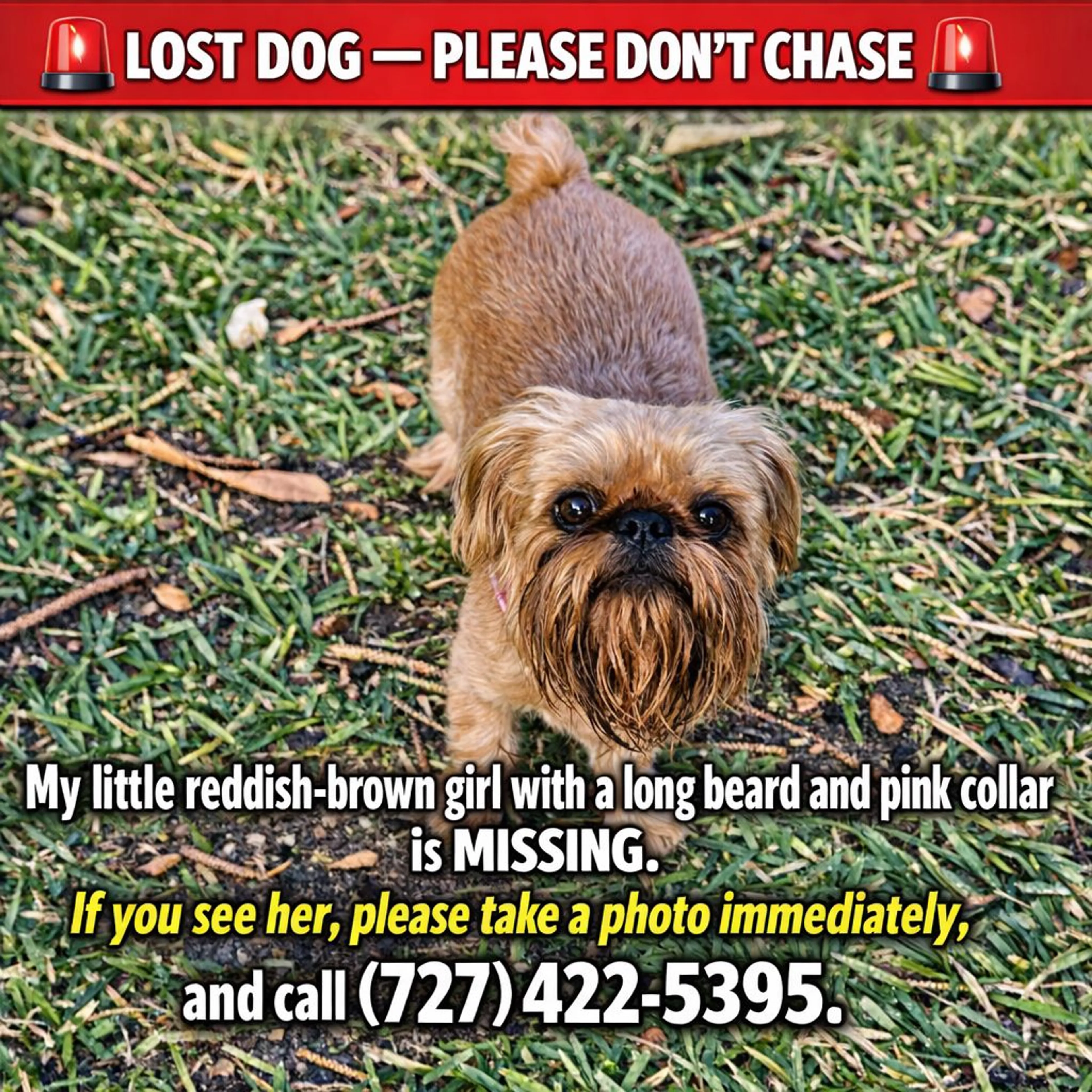 Lost pet